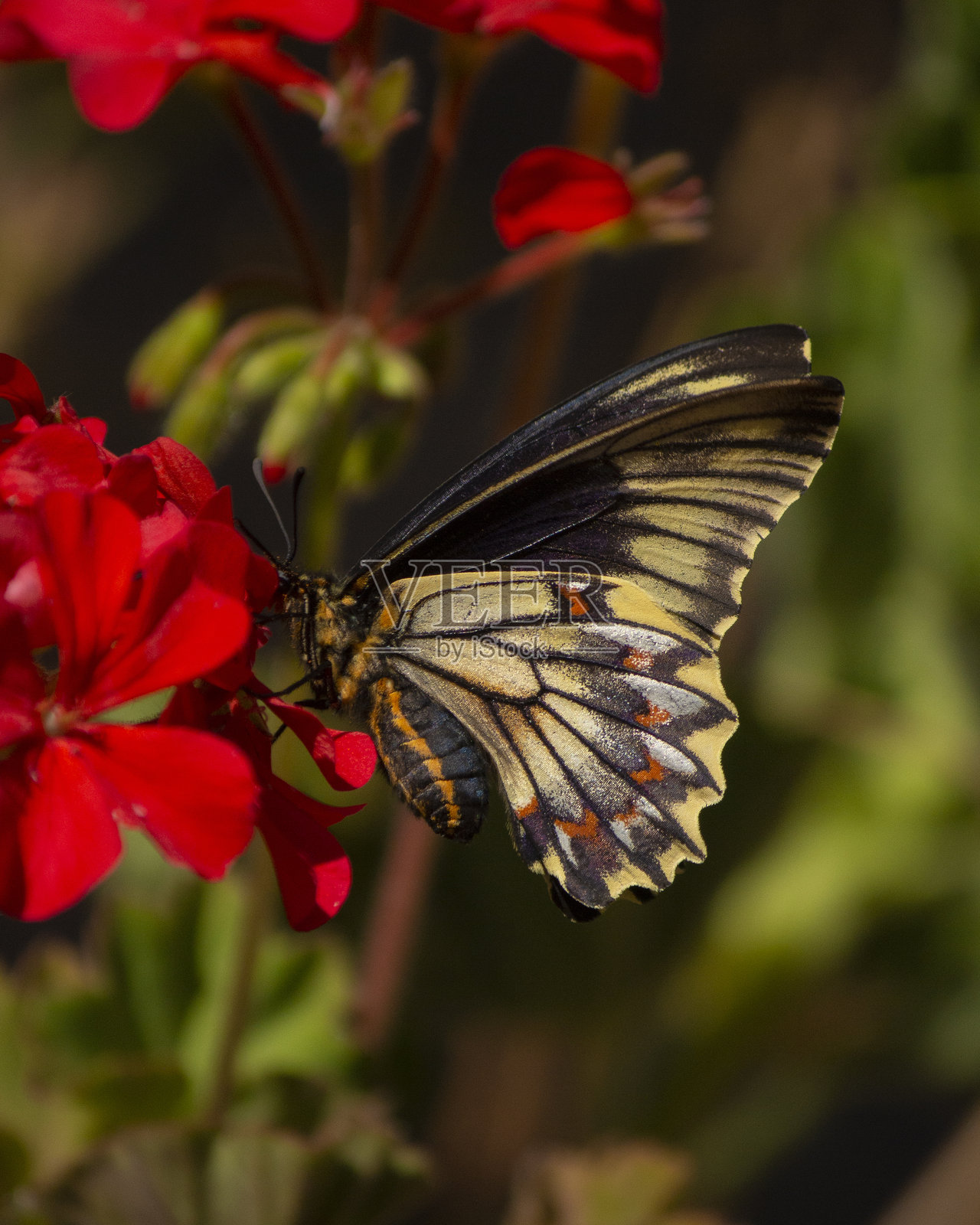 红色的优雅照片摄影图片