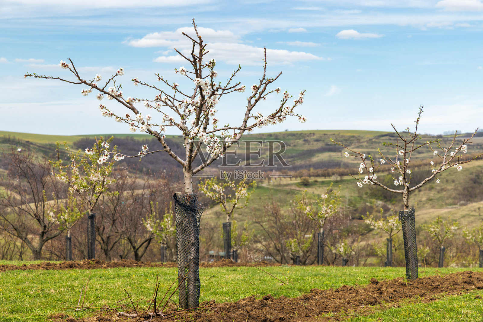南摩拉维亚州胡斯托佩采镇的杏树园中盛开的树木特写。照片摄影图片