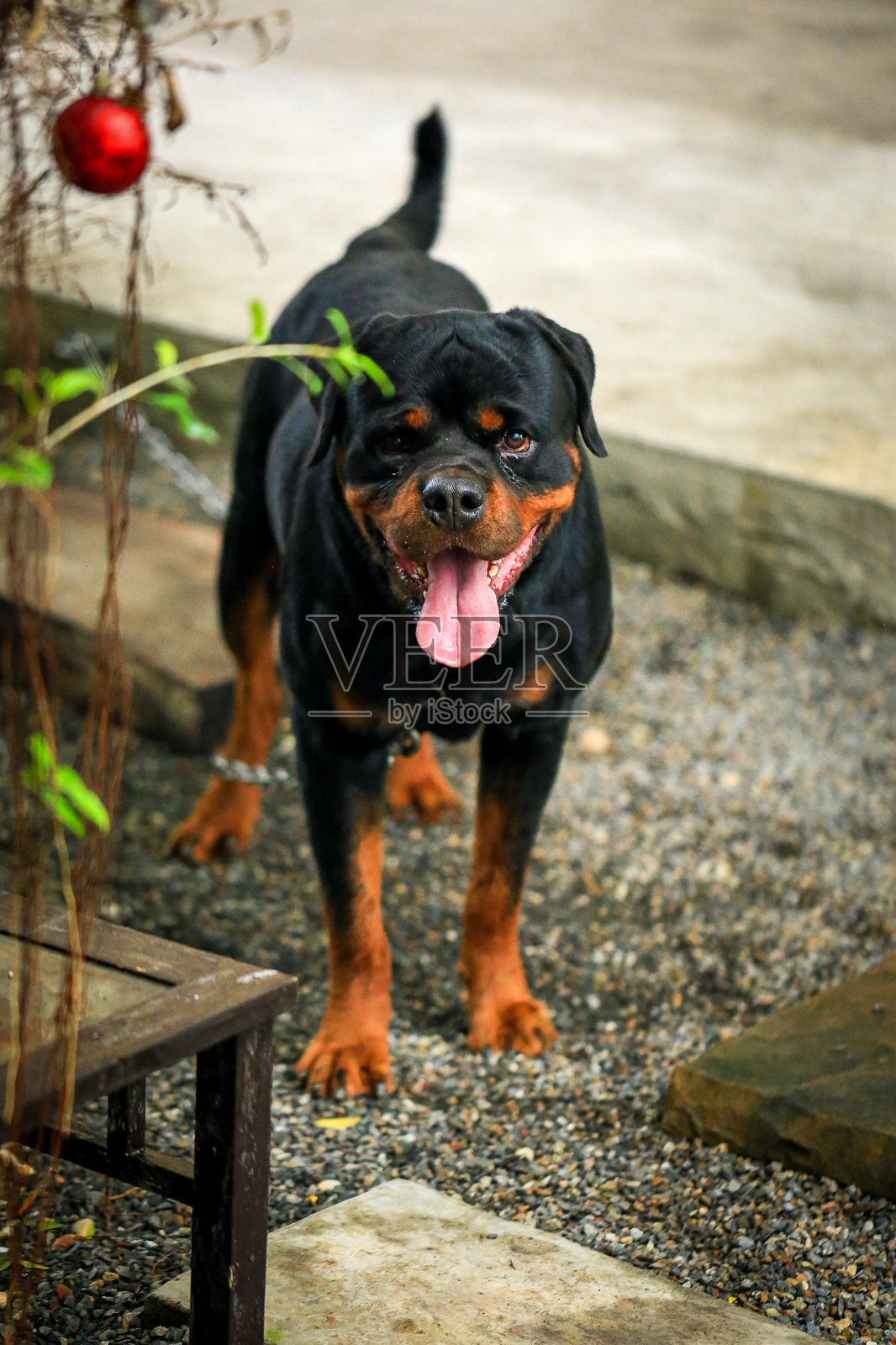 日落时分的花园里的罗威纳犬。照片摄影图片