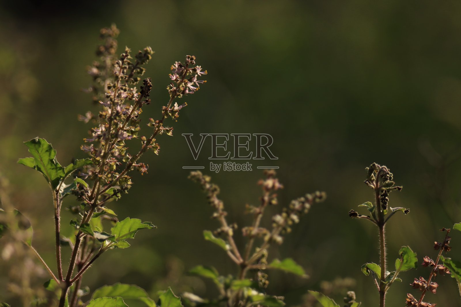 圣罗勒花特写。选择性对焦。自然概念。照片摄影图片