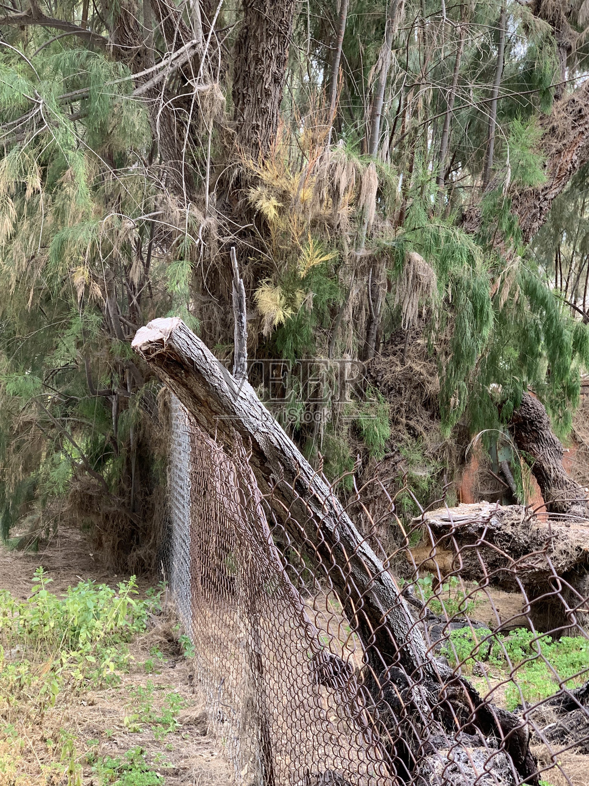 自然的入侵照片摄影图片