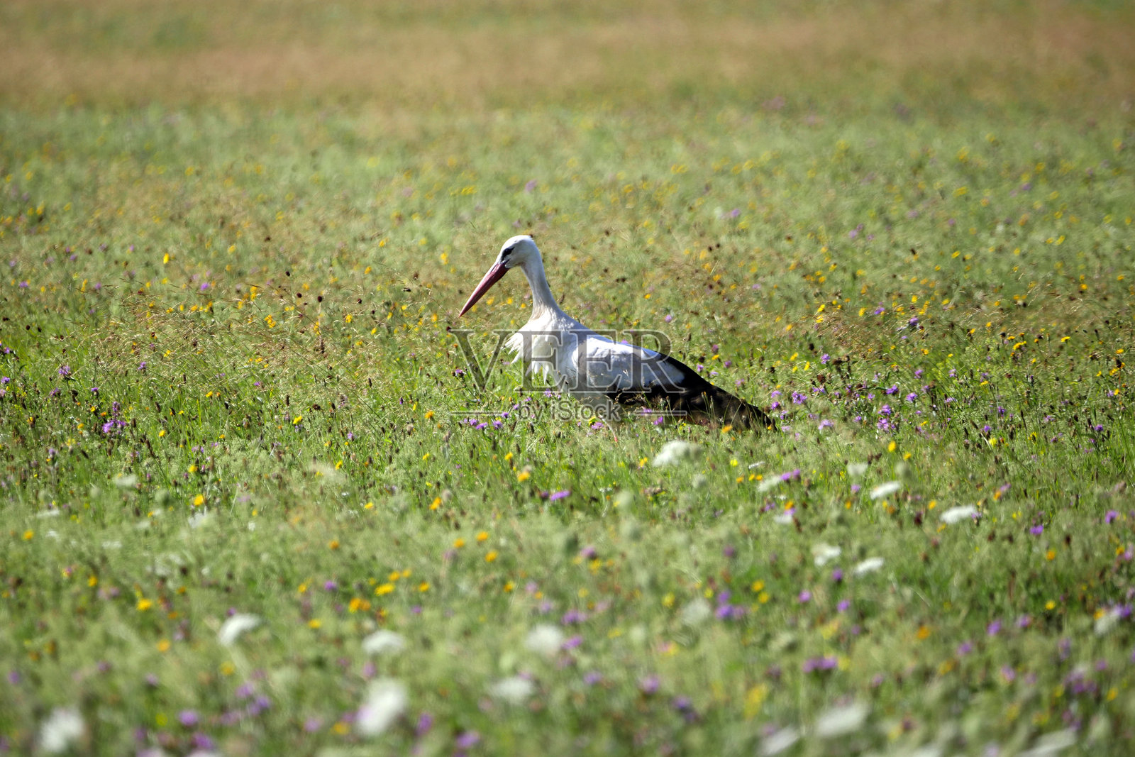 一只白鹳（Ciconia ciconia）在春天的草地上寻找食物。照片摄影图片