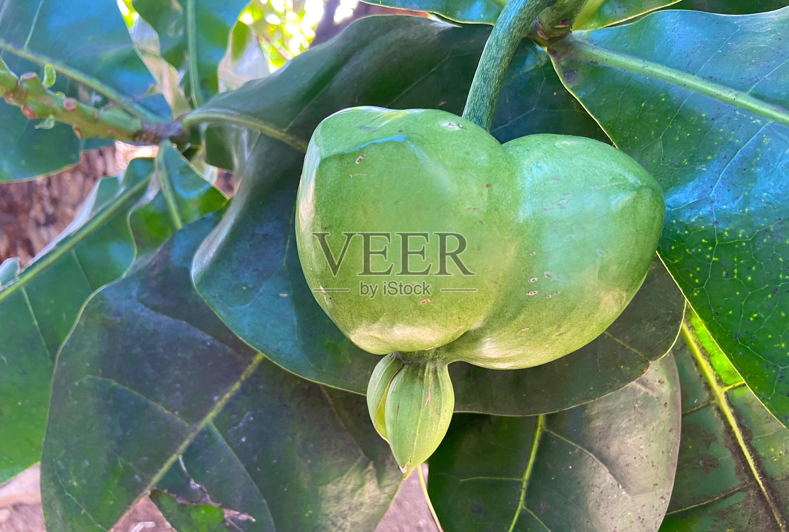 巴林顿树，也称为海毒树或海榄，特写绿色果实。照片摄影图片