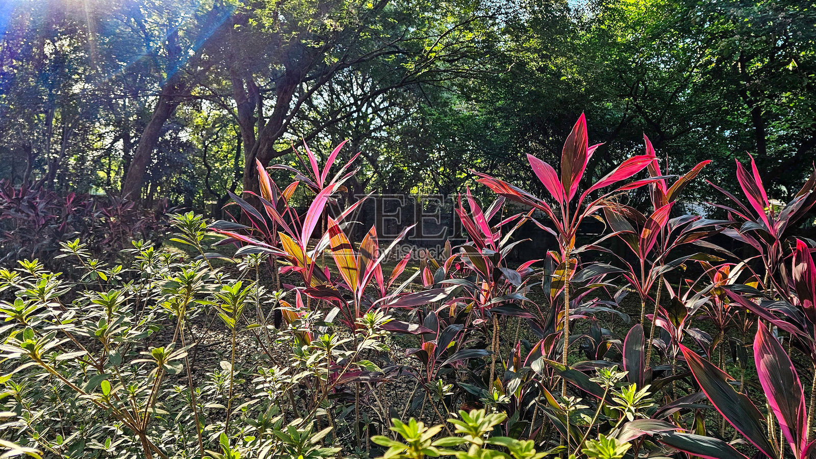 阳光照耀下的森林空地上，鲜艳的红色树叶。照片摄影图片