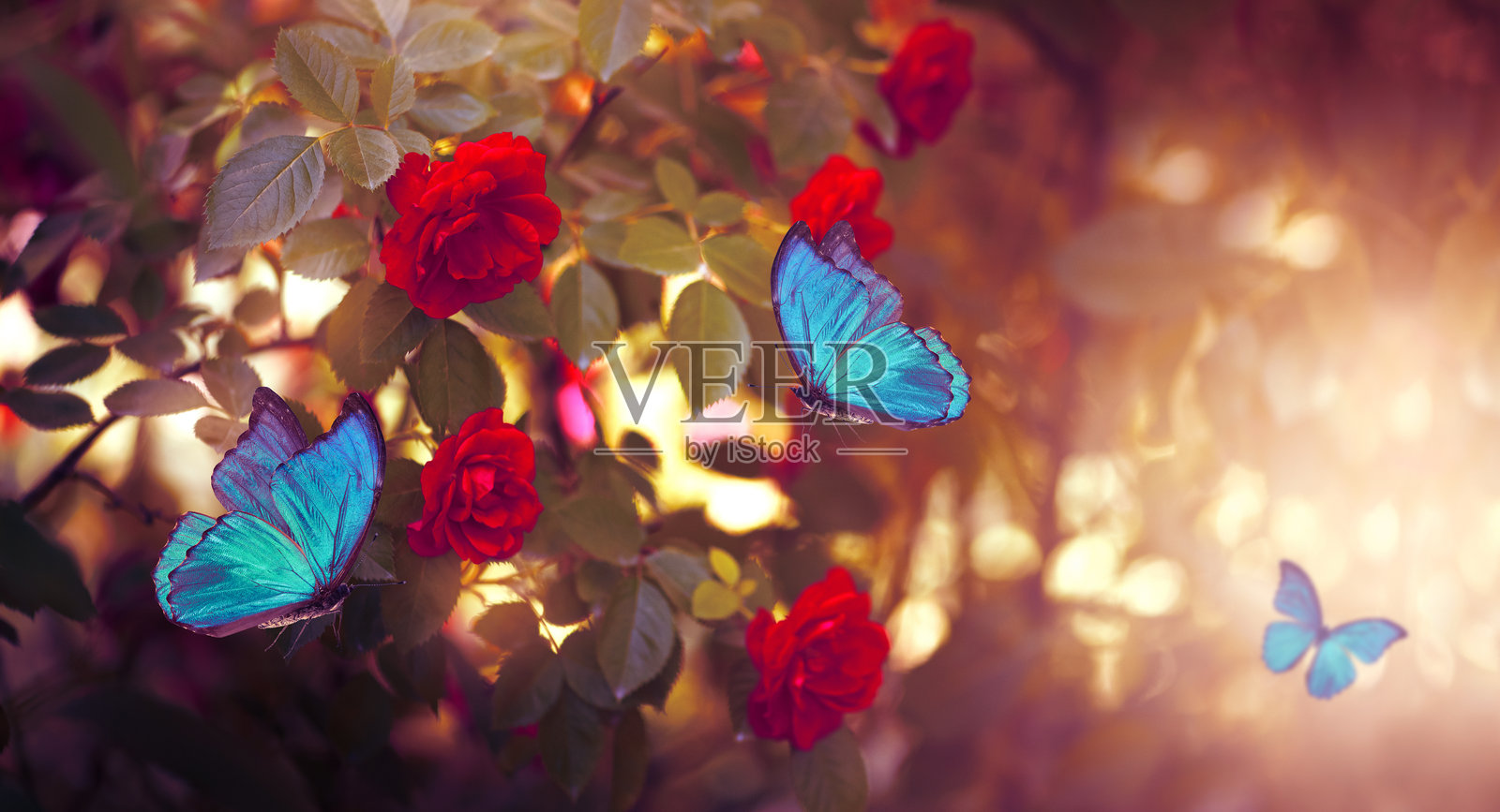 幻想中的红玫瑰花和蓝色摩尔福蝶在神奇的绽放花园中，童话般的花卉林在神秘的黄昏日落背景下。照片摄影图片