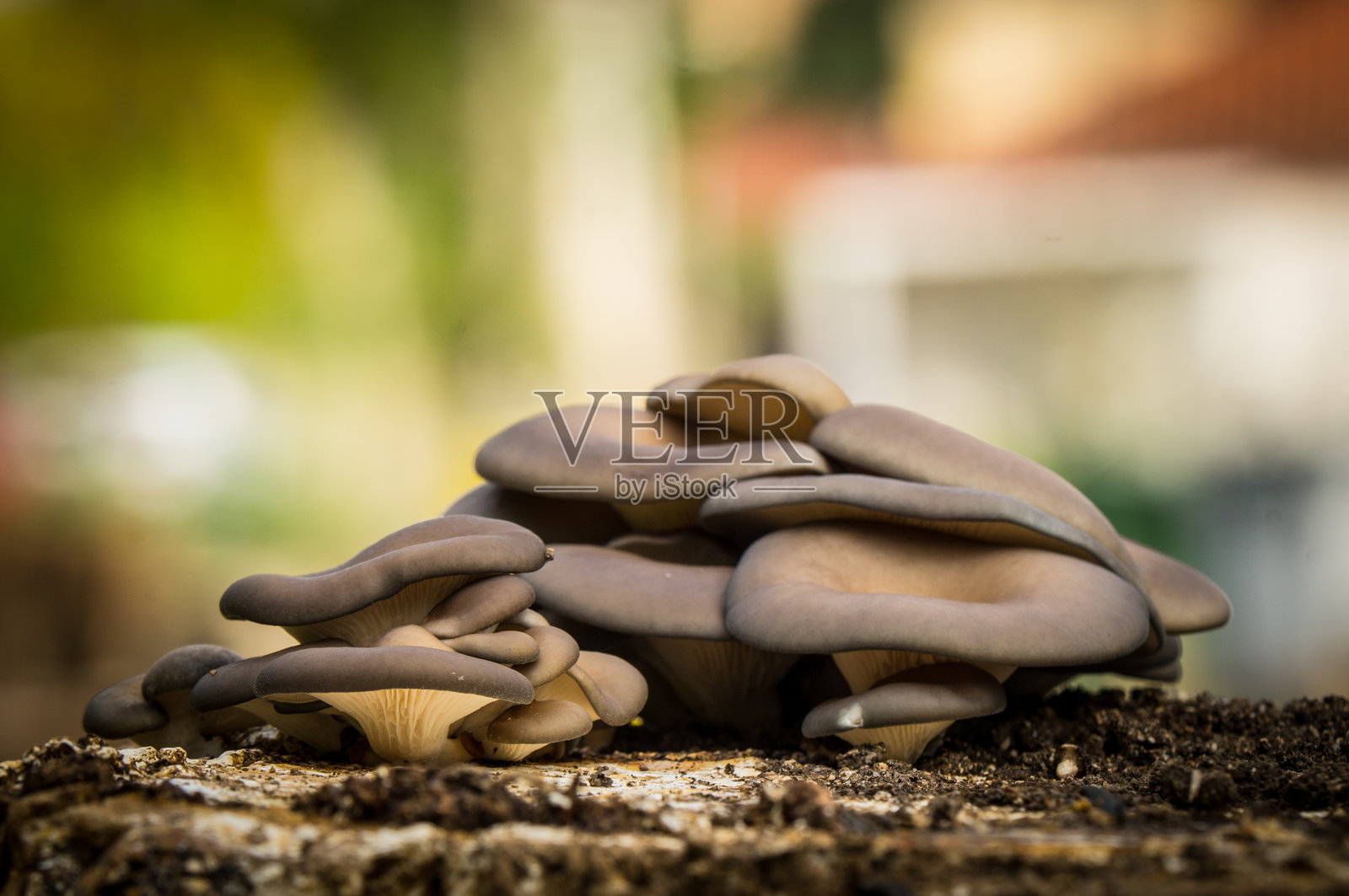 生长在其栖息地的平菇照片摄影图片
