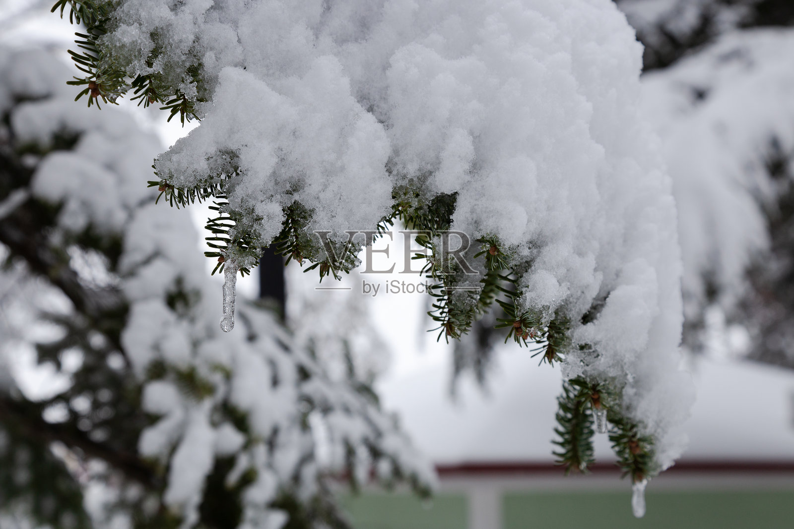 寒冷的天气将公园覆盖在雪中，光秃的树木在宁静的冬季景象中静静伫立。照片摄影图片