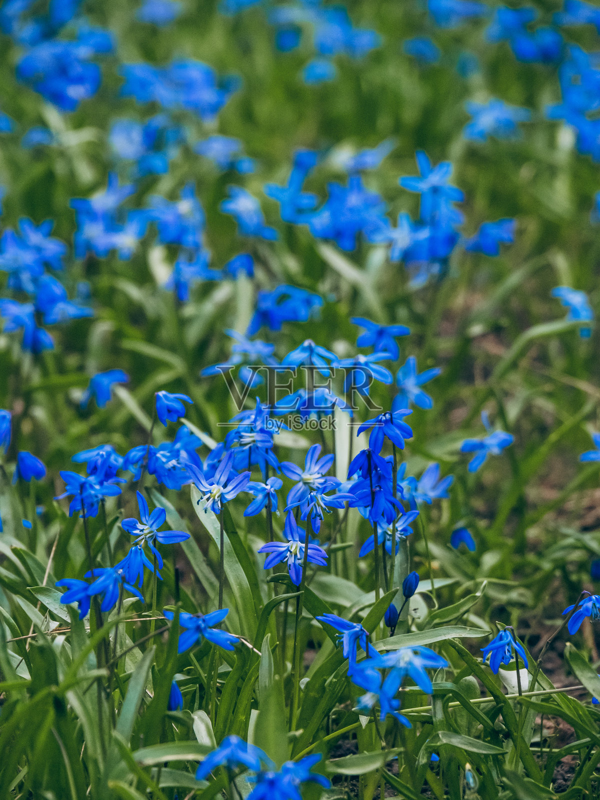 盛开的蓝色小铃花田。照片摄影图片