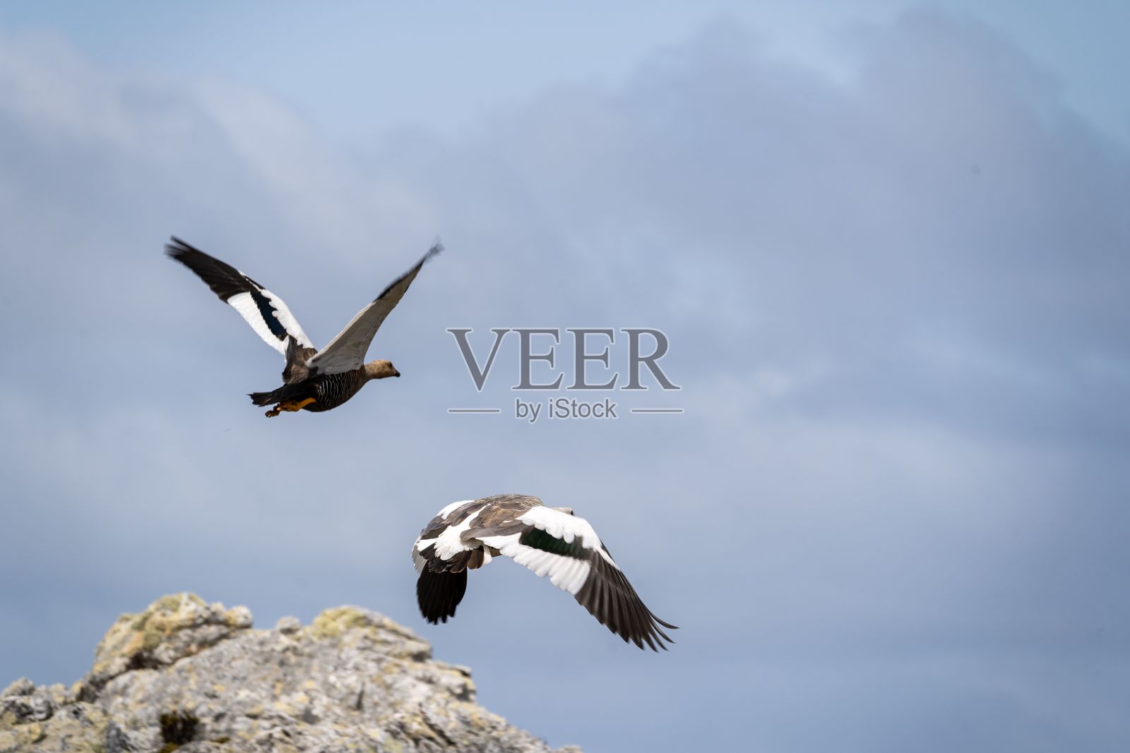 两只鹅在多云的天空下飞越崎岖的地形，展现了野生动物运动的美丽。照片摄影图片