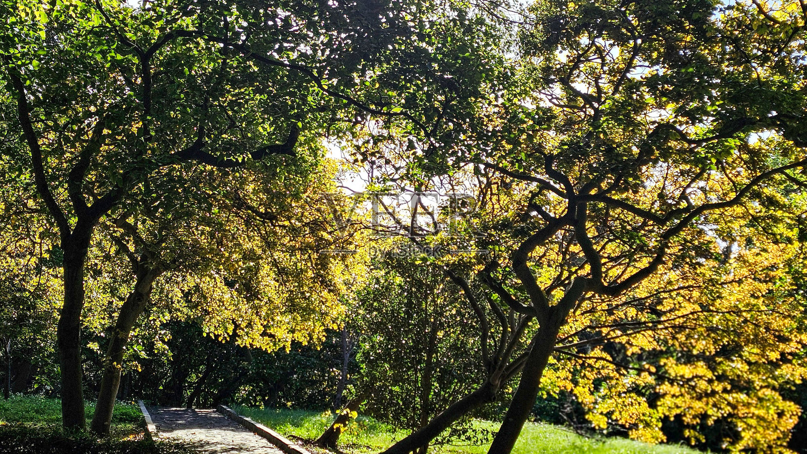 阳光照耀下的宁静公园小径照片摄影图片