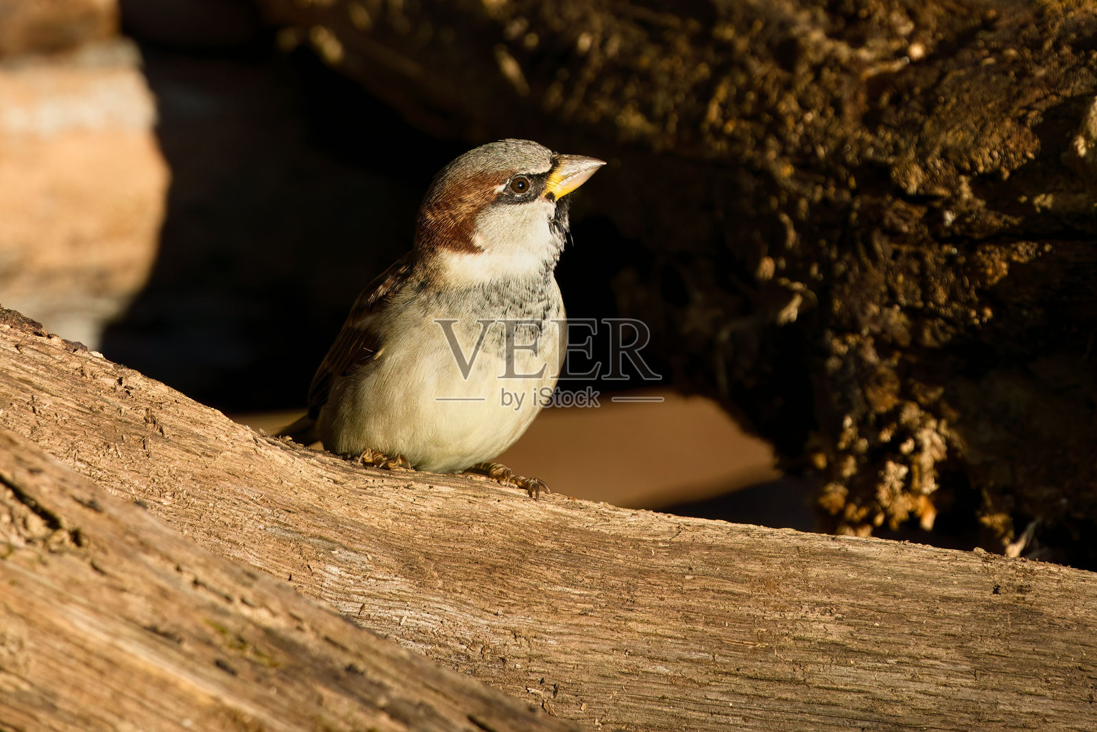 在田纳西州多佛，一只雄性家麻雀在阳光下栖息在原木上特写。照片摄影图片