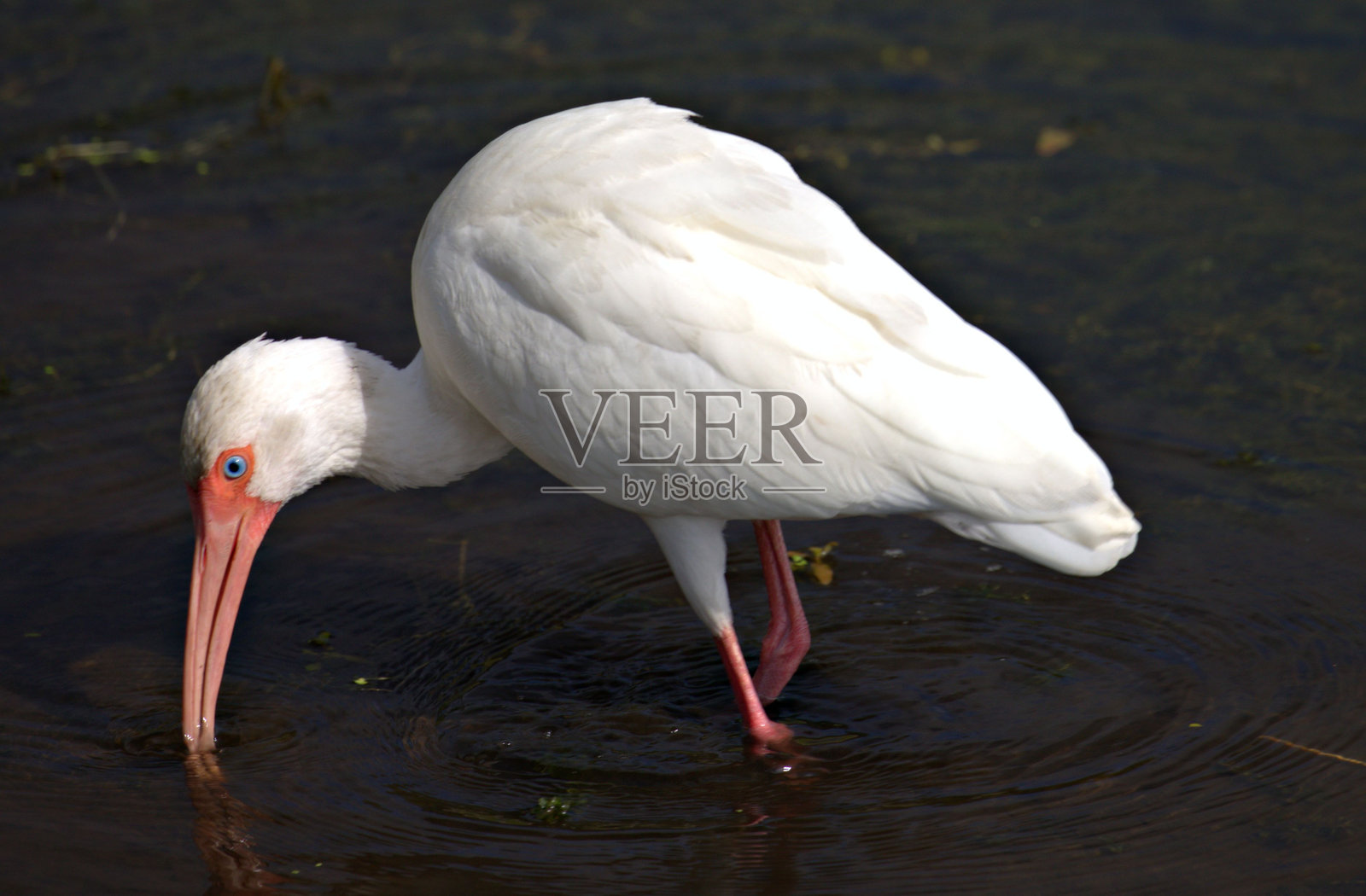 白鹭在池塘中涉水。照片摄影图片