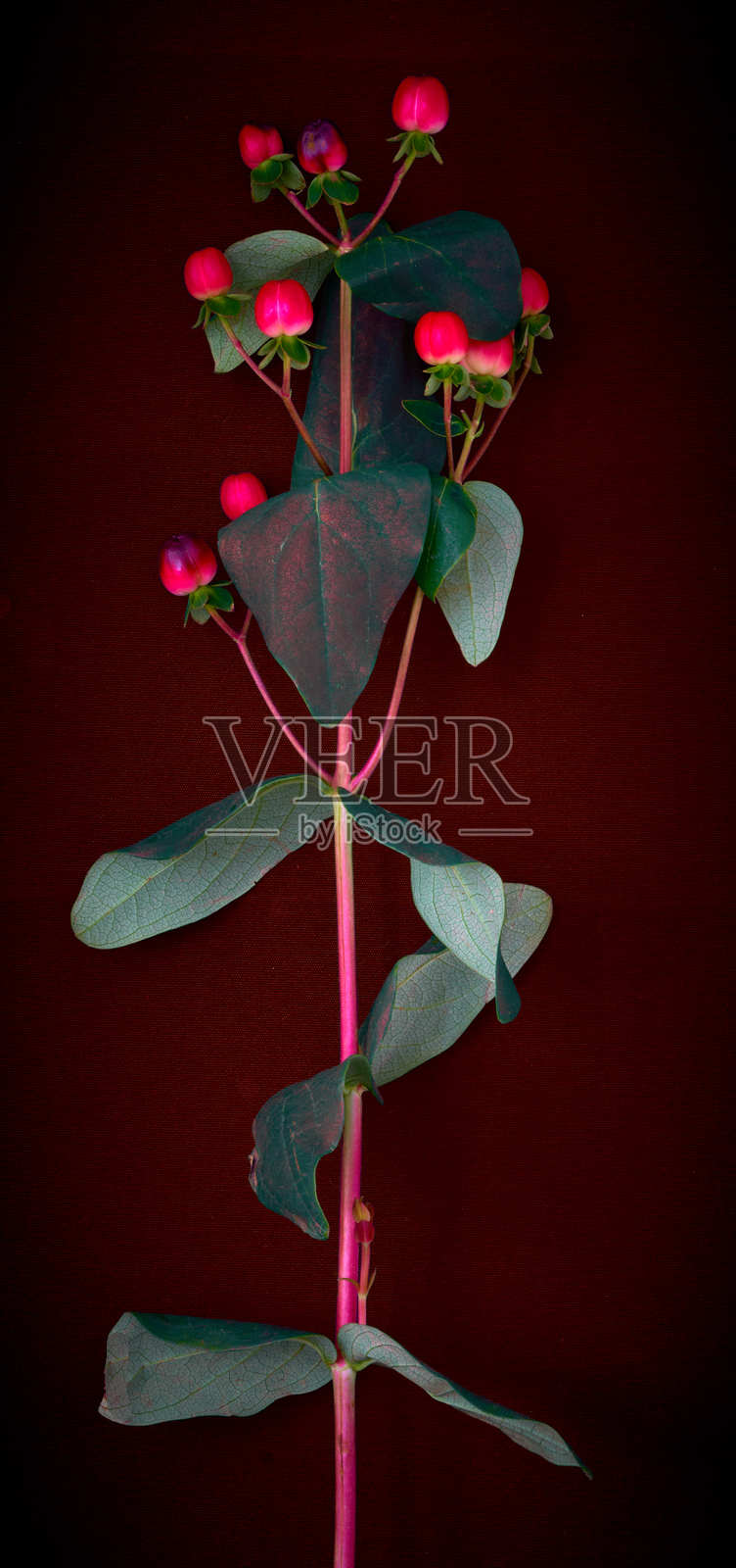 黑色背景上的金丝桃花照片摄影图片