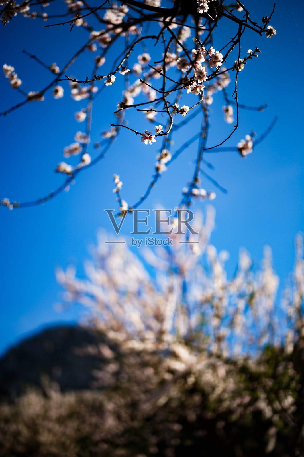 阿尔蒙德树在拉古阿特谷盛开照片摄影图片