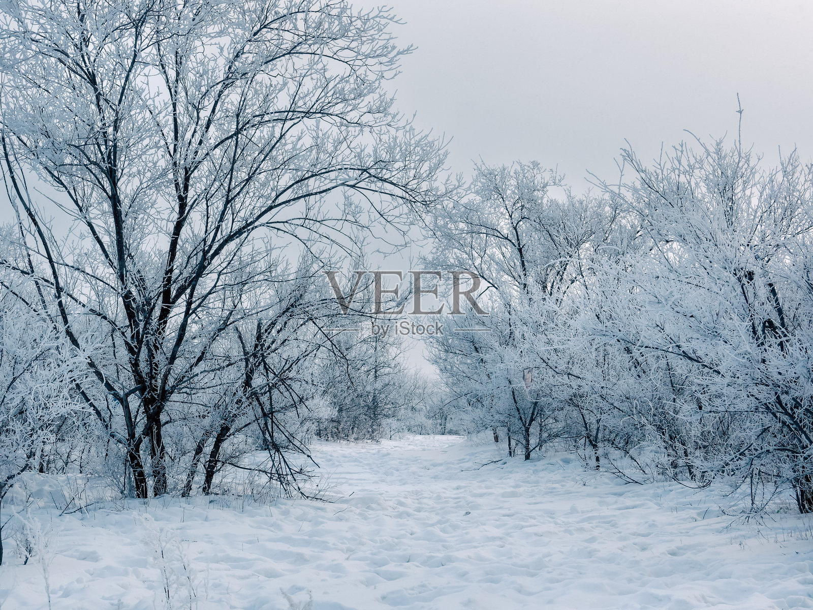 道路两侧的灌木上覆盖着白色冰晶，宛如童话世界。照片摄影图片
