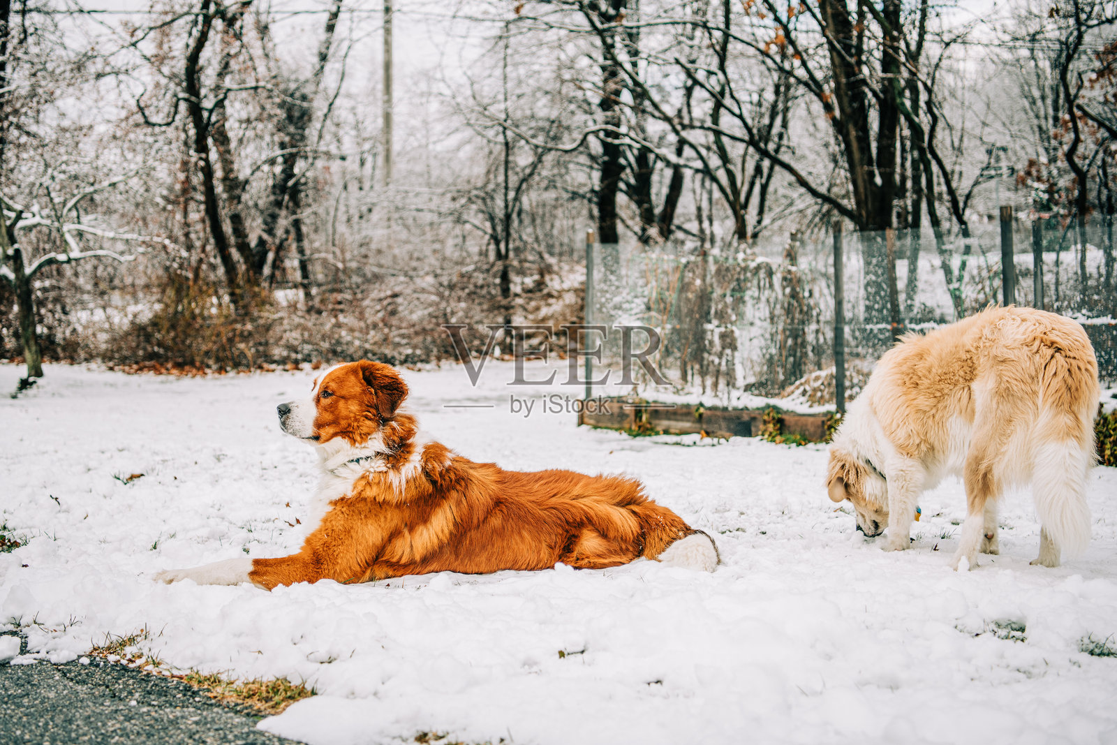两只狗在雪-covered后院放松照片摄影图片