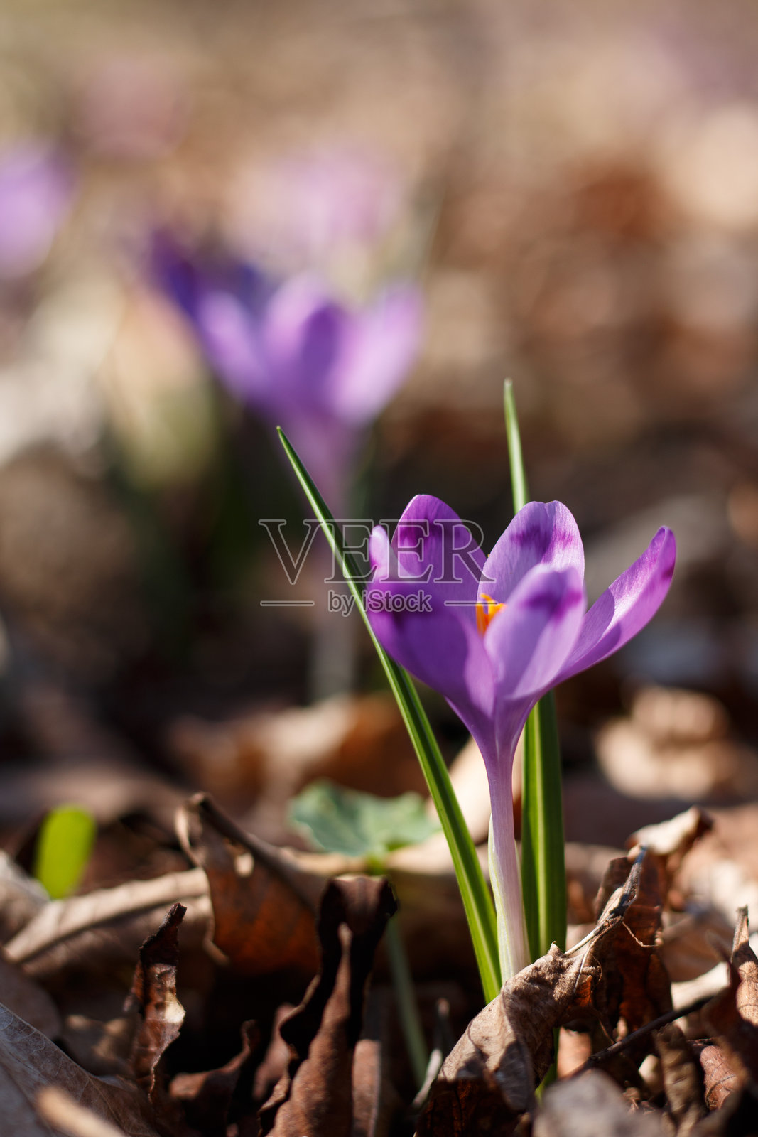 早春的紫色番红花照片摄影图片