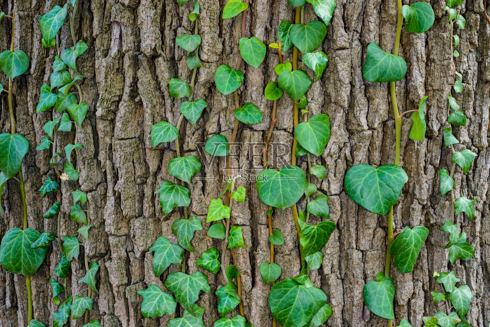 常被称为常春藤的赫德拉 - 一根幼苗攀爬在一棵老树的树皮上照片摄影图片