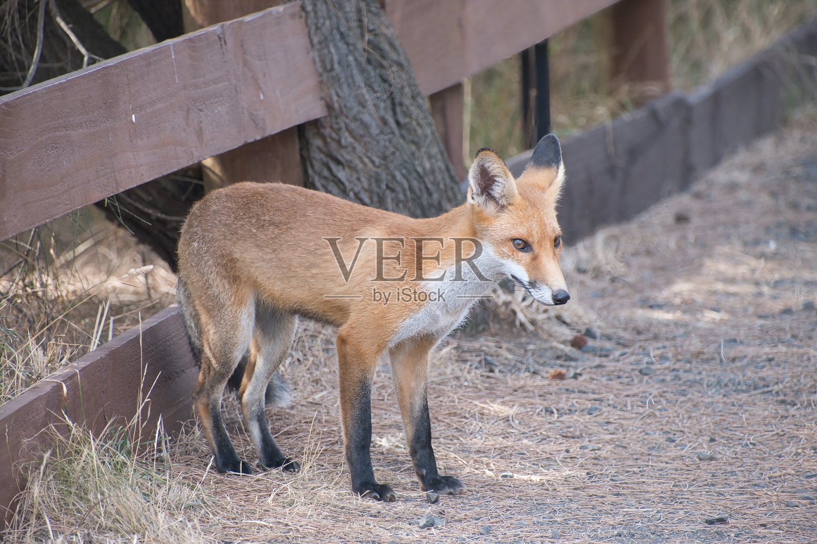 靠近围栏的狐狸特写照片摄影图片