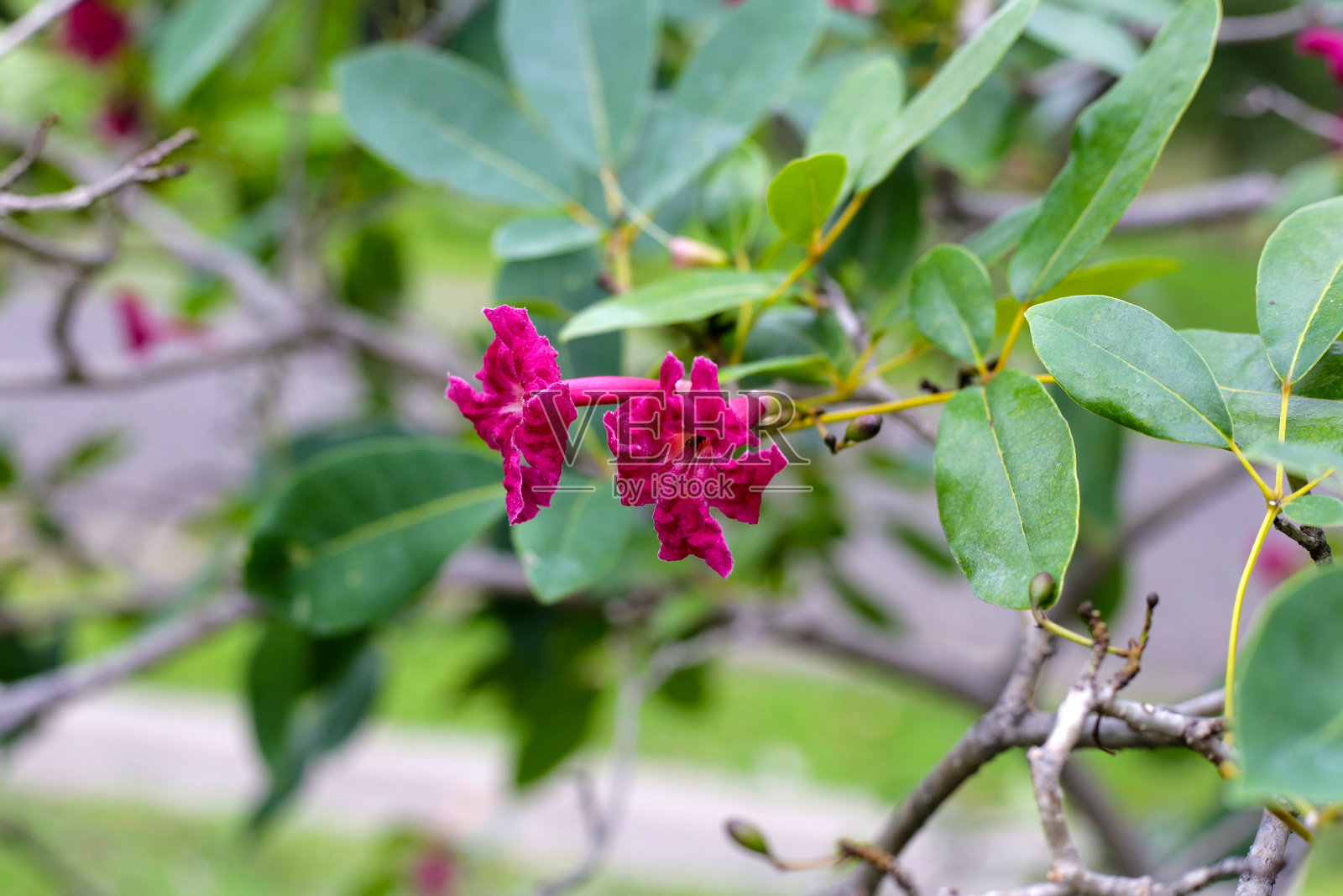 红花树（Tabebuia heterophylla）上的花朵照片摄影图片