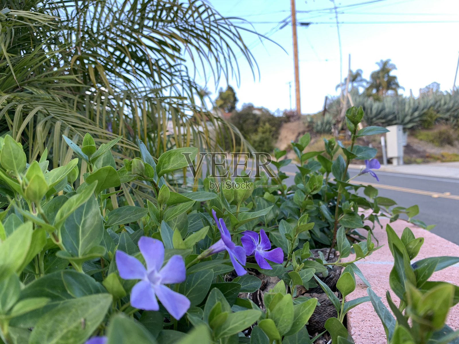 路边的紫色花朵照片摄影图片