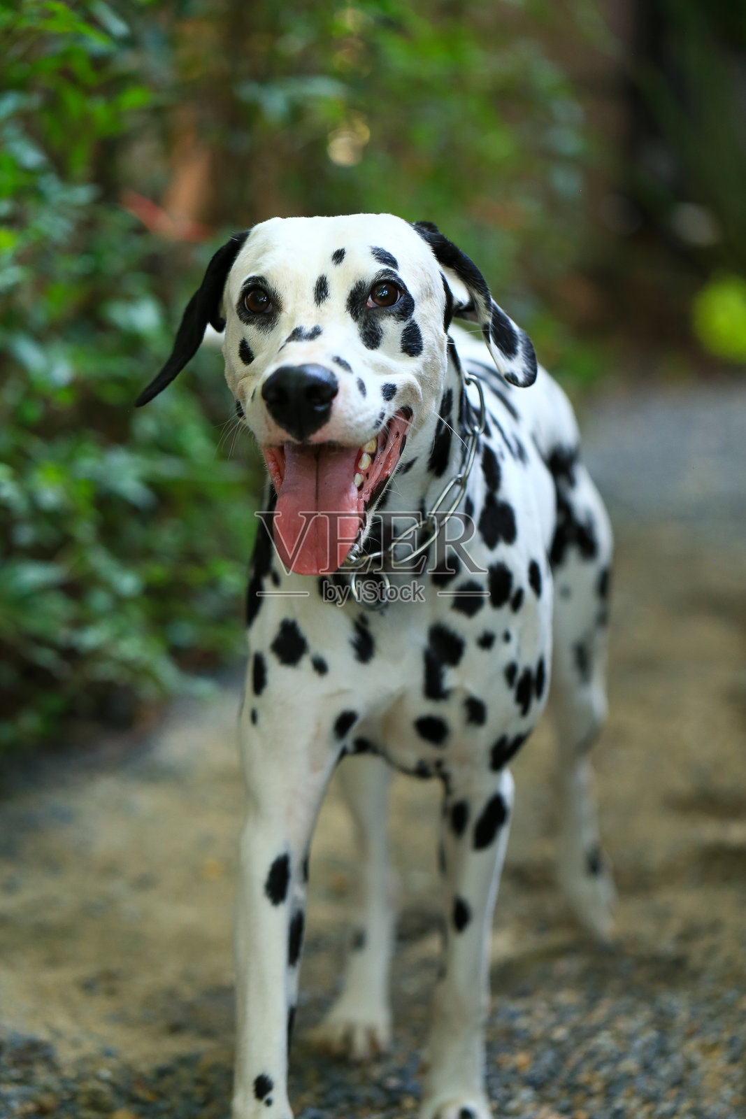 花园里的达尔马提亚犬，美丽的时刻照片摄影图片