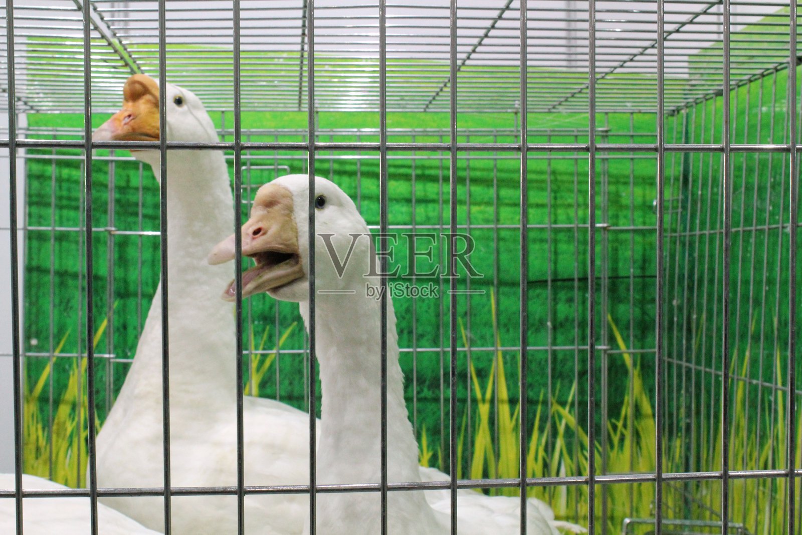 两只白鹅在绿色背景下的铁笼中。两只鹅的特写镜头。被限制在铁笼中的一对白鹅。农业、养殖和动物主题的概念。照片摄影图片