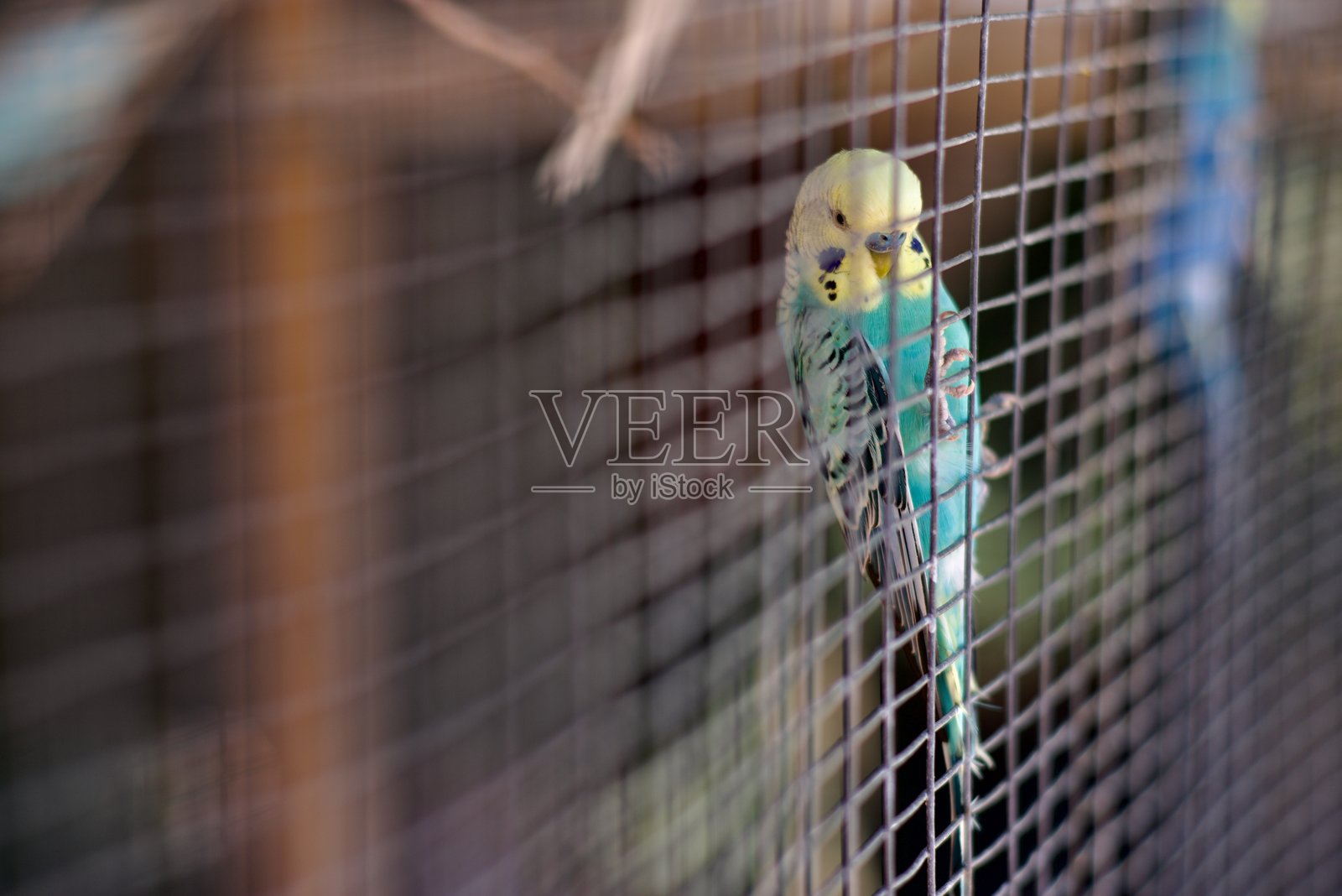 绿色鹦鹉在向外张望照片摄影图片