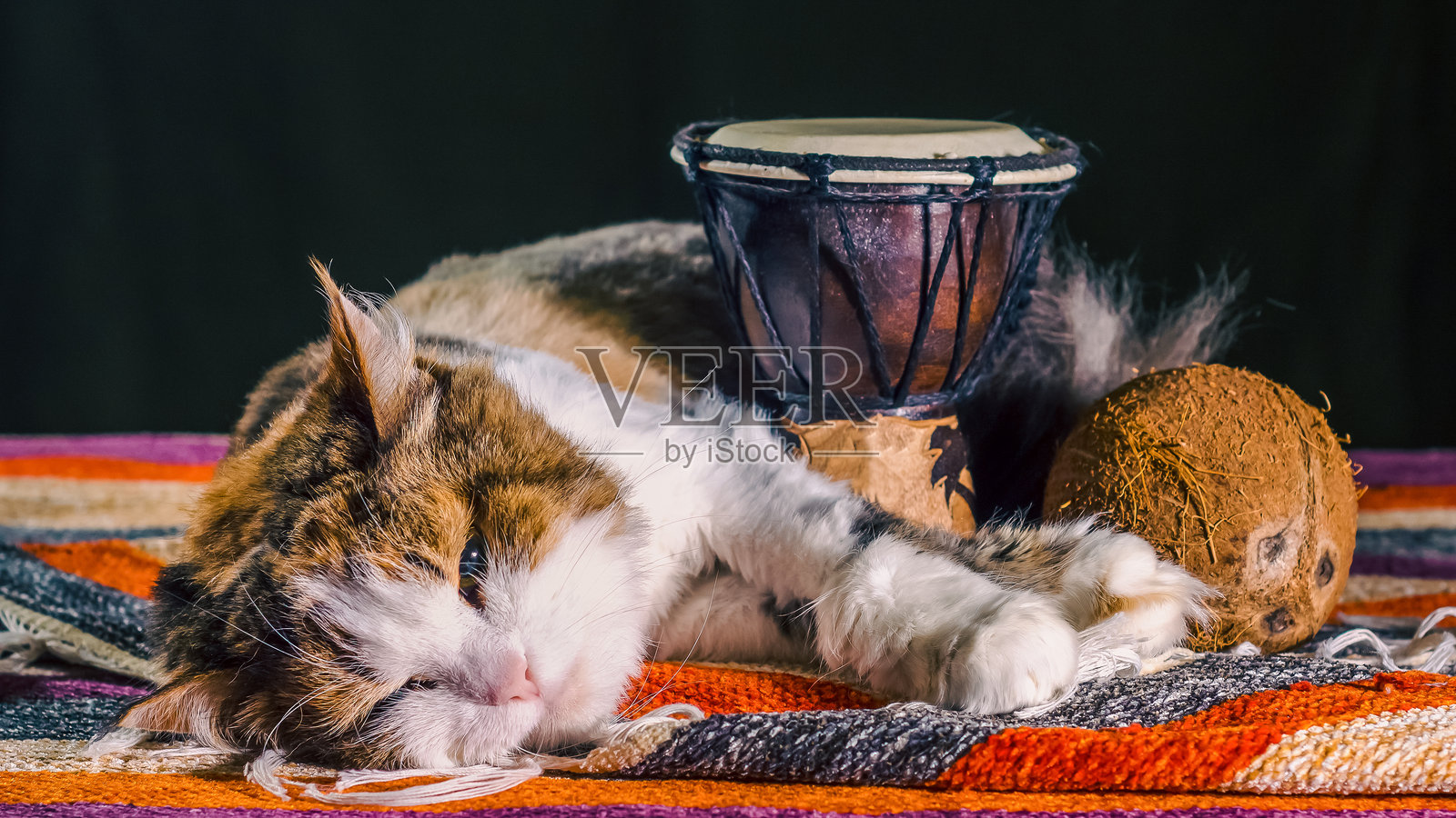 三色猫与非洲鼓和椰子一起睡觉照片摄影图片