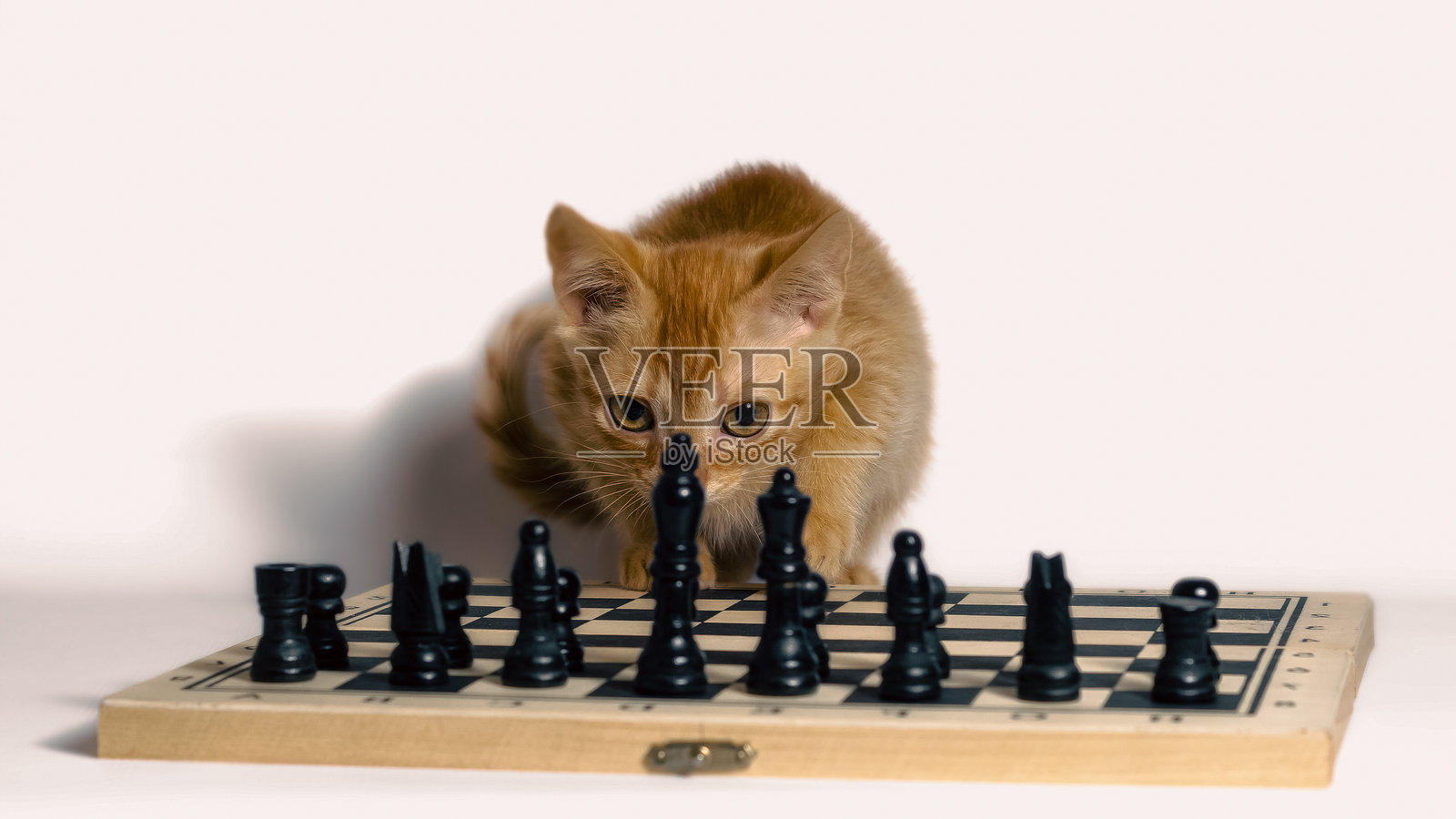 可爱的小红猫和国际象棋，白色背景下的特写镜头照片摄影图片