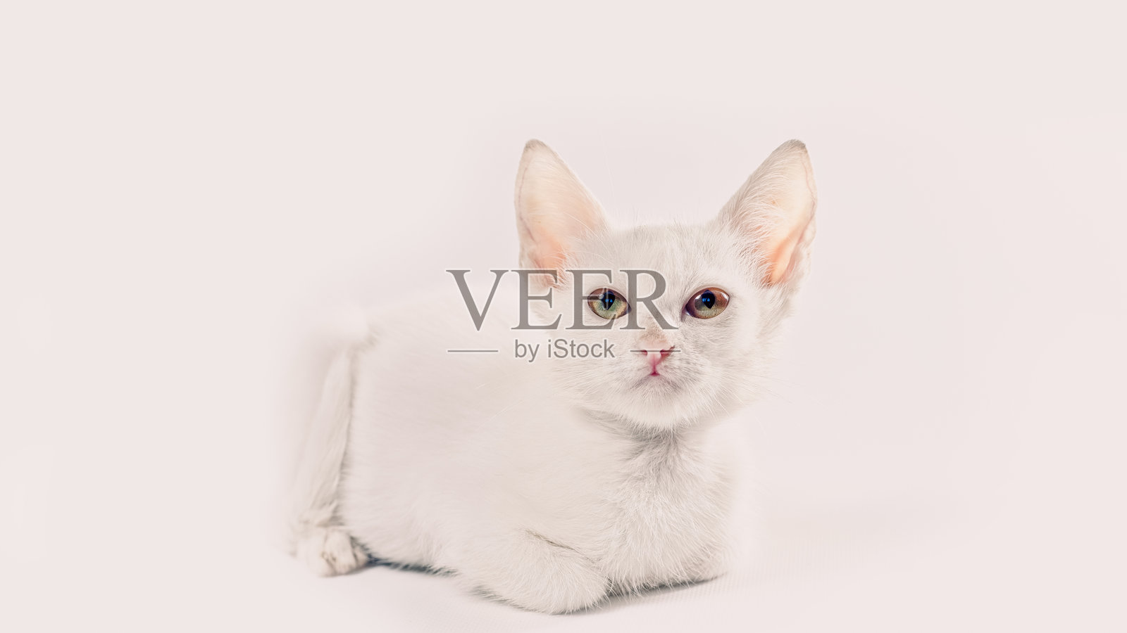 白猫在白色背景上仰望照片摄影图片