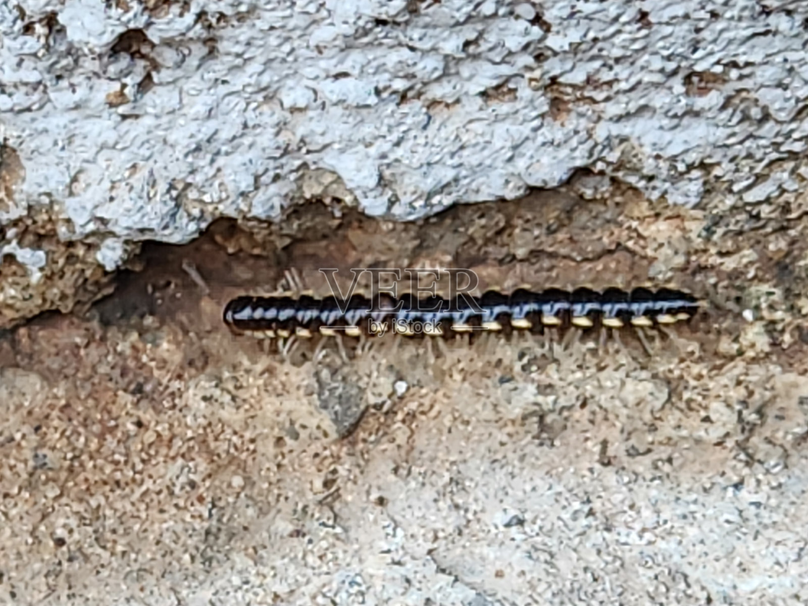 棕色花园千足虫：自然细节。Oxidus gracilis：微小的土壤回收者。棕色千足虫在自然栖息地。土壤中的生命：花园千足虫特写。Oxidus gracilis：花园居民。照片摄影图片