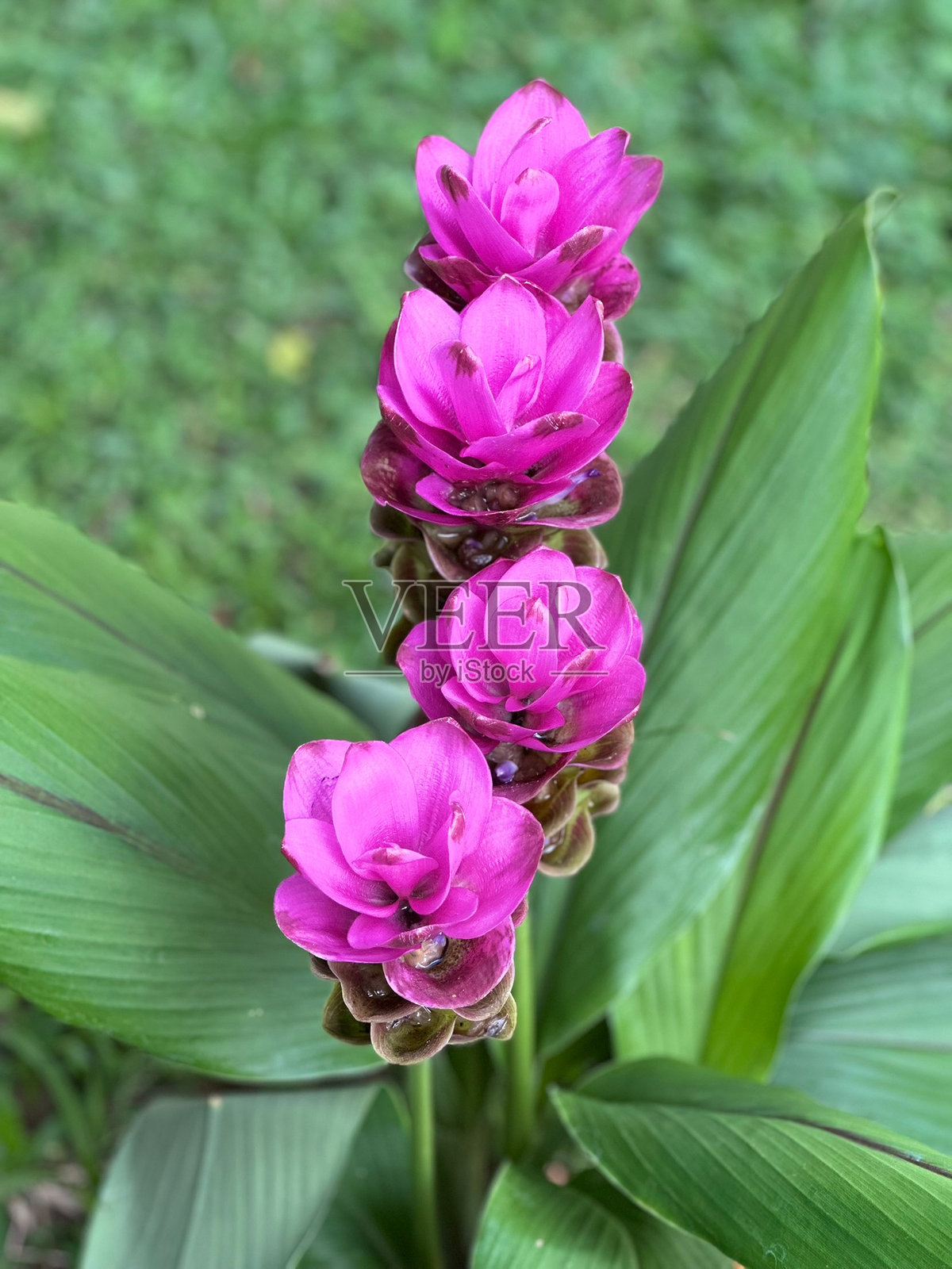 姜黄花照片摄影图片