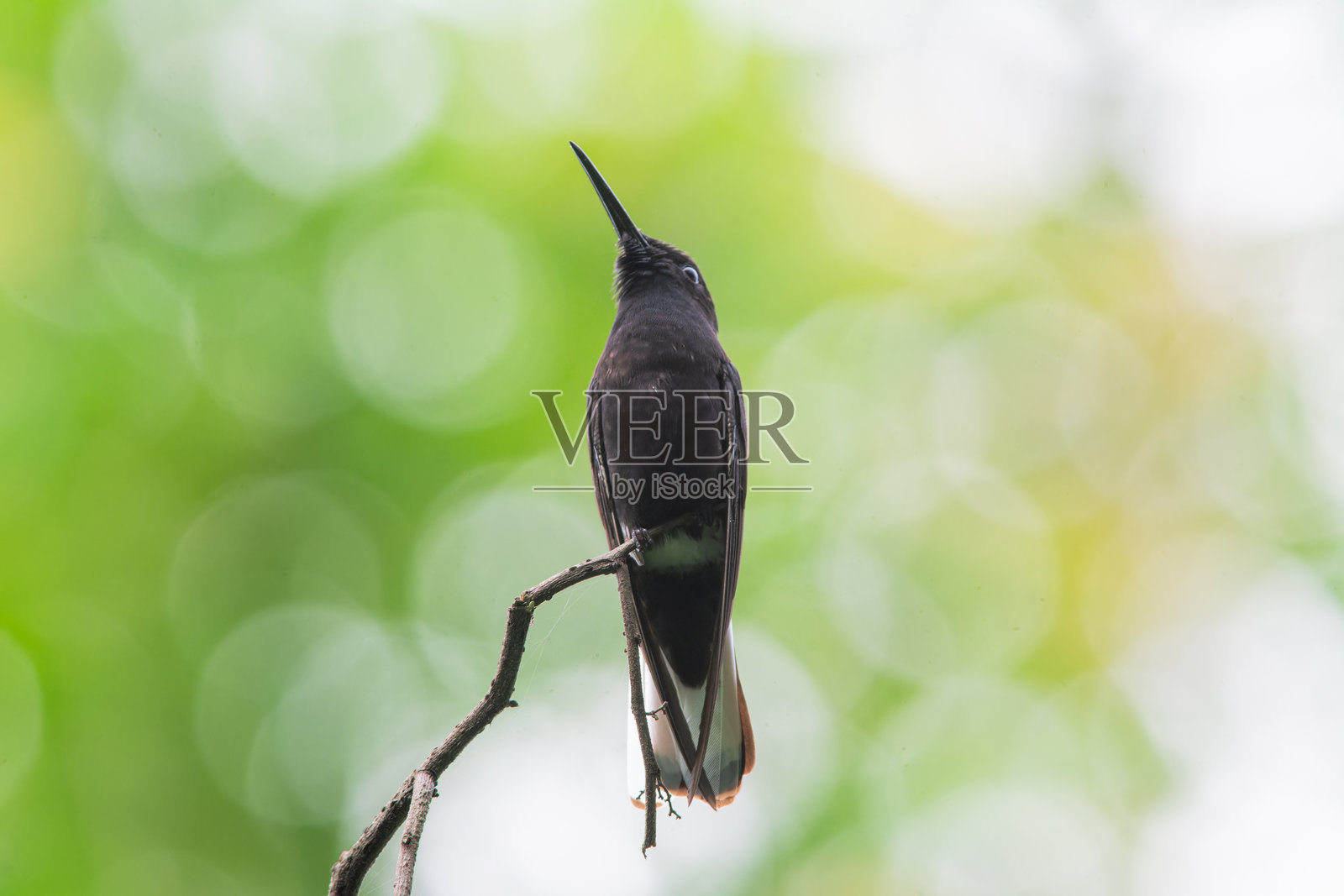 黑色雅各宾（Florisuga fusca）照片摄影图片