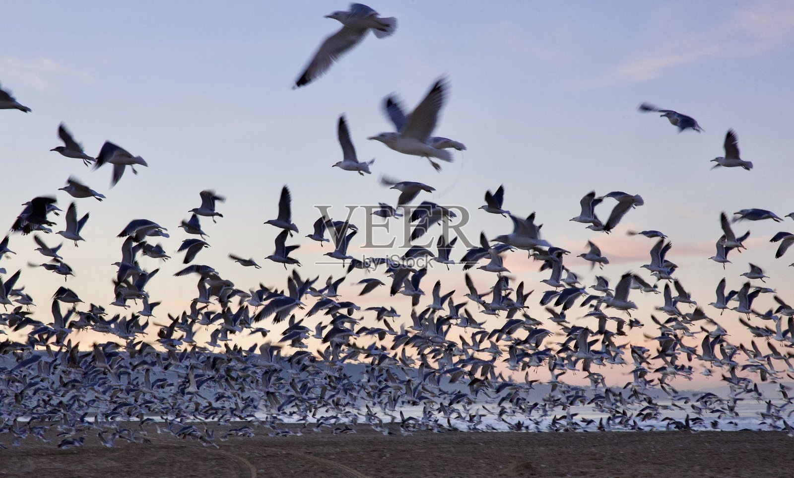 一群海鸥起飞的特写镜头照片摄影图片