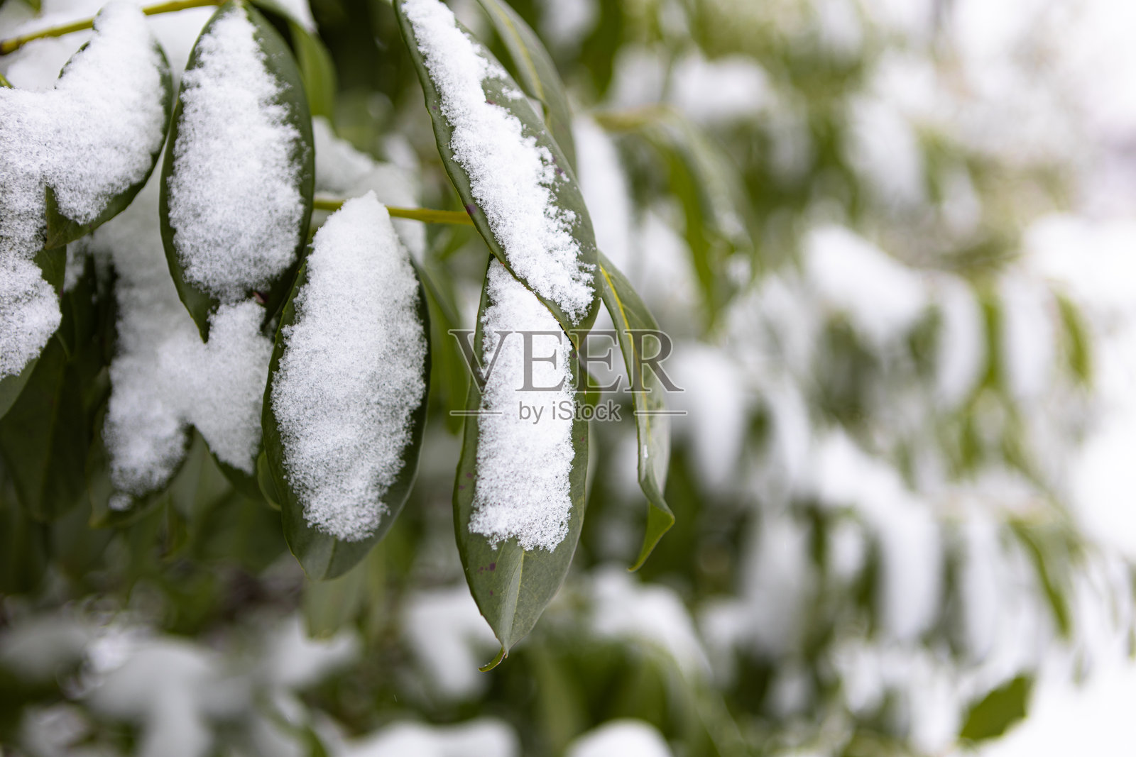 被雪覆盖的叶子的特写照片摄影图片