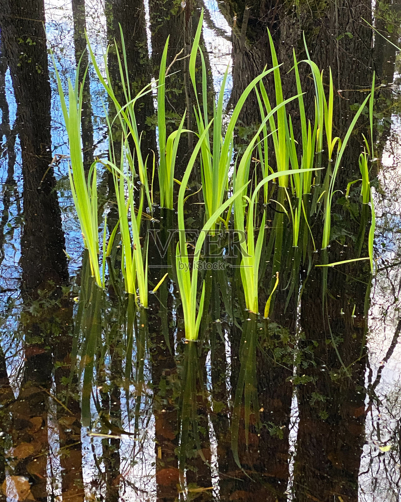 水面上的第一抹绿色照片摄影图片