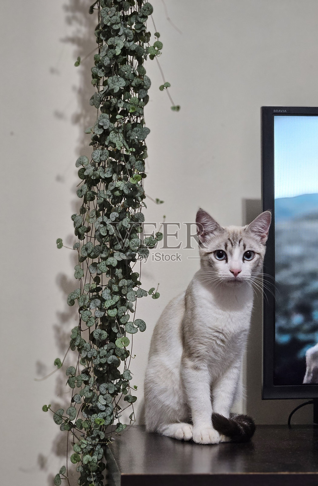 白猫照片摄影图片