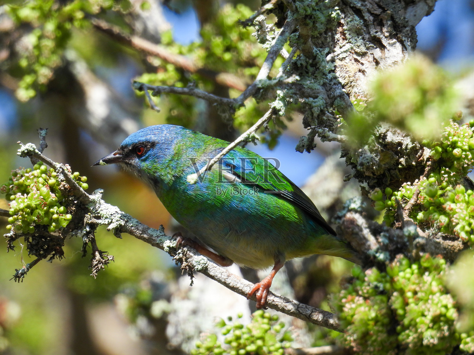 巴西幼年达克尼斯鸟照片摄影图片