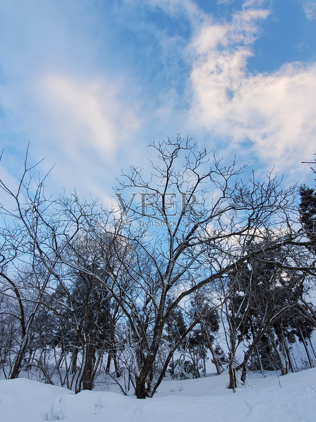 极其寒冷的雪景照片摄影图片