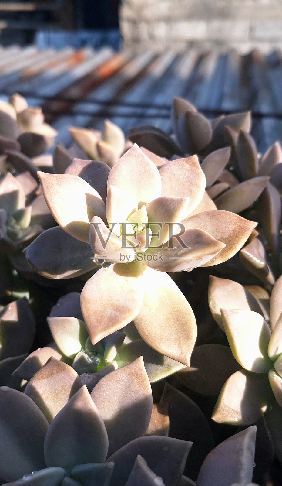 母贝照片摄影图片