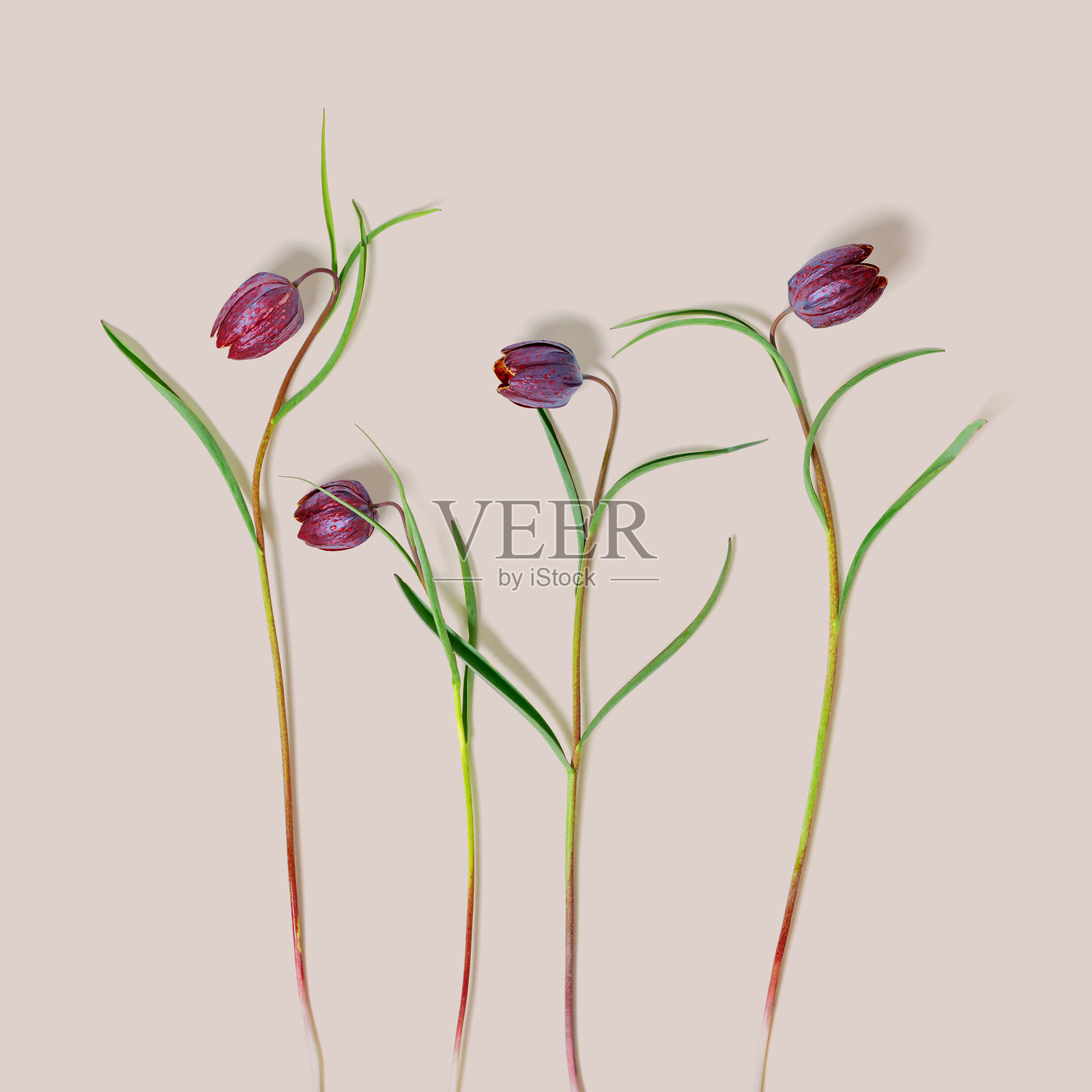 紫斑百合春花在淡粉色背景上，俯视新鲜盛开的紫色虎皮郁金香野花，花卉植物美学柔和平铺，特写花卉图案照片摄影图片