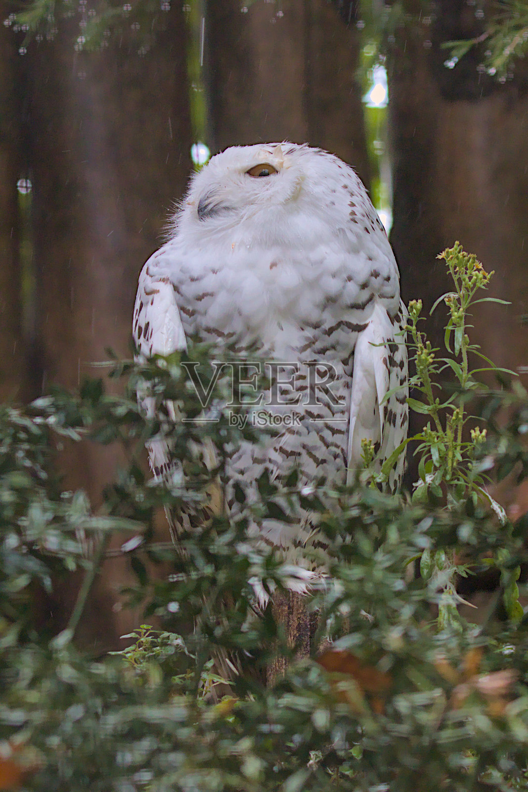 这只雪鸮静静栖息在郁郁葱葱的绿树之间。照片摄影图片