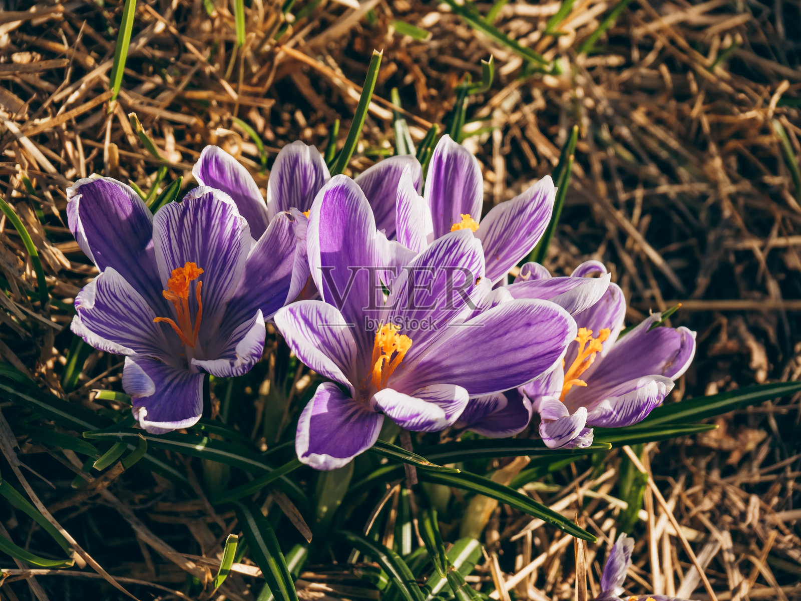 紫色番红花特写。春天的第一朵花。照片摄影图片