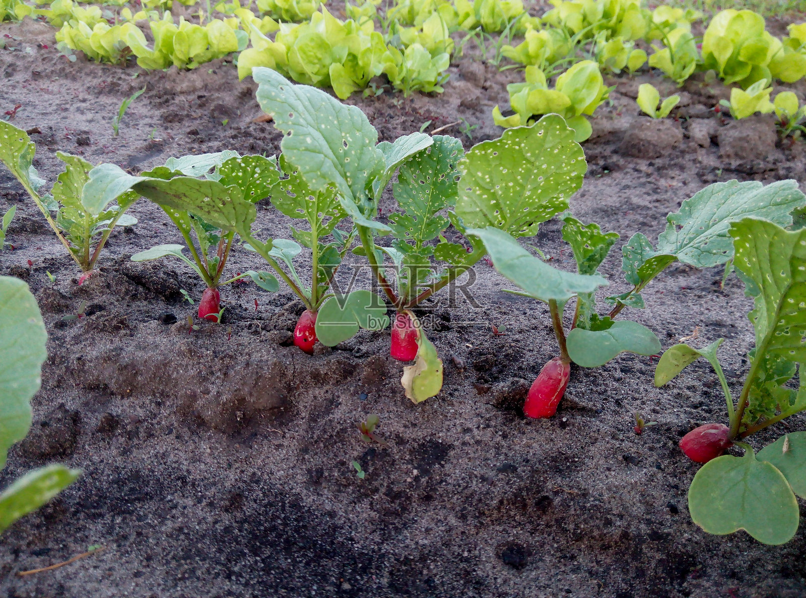 红色萝卜在土壤中生长，背景是绿色生菜照片摄影图片