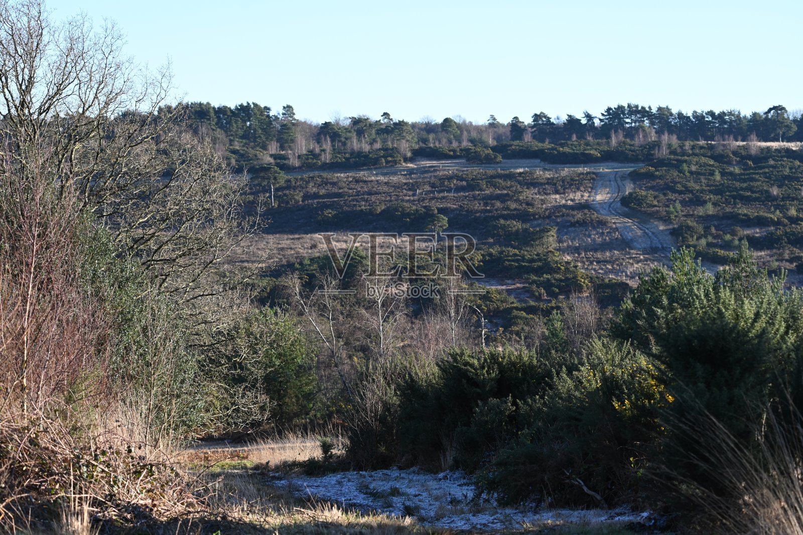 阿什当森林的冬日景色照片摄影图片