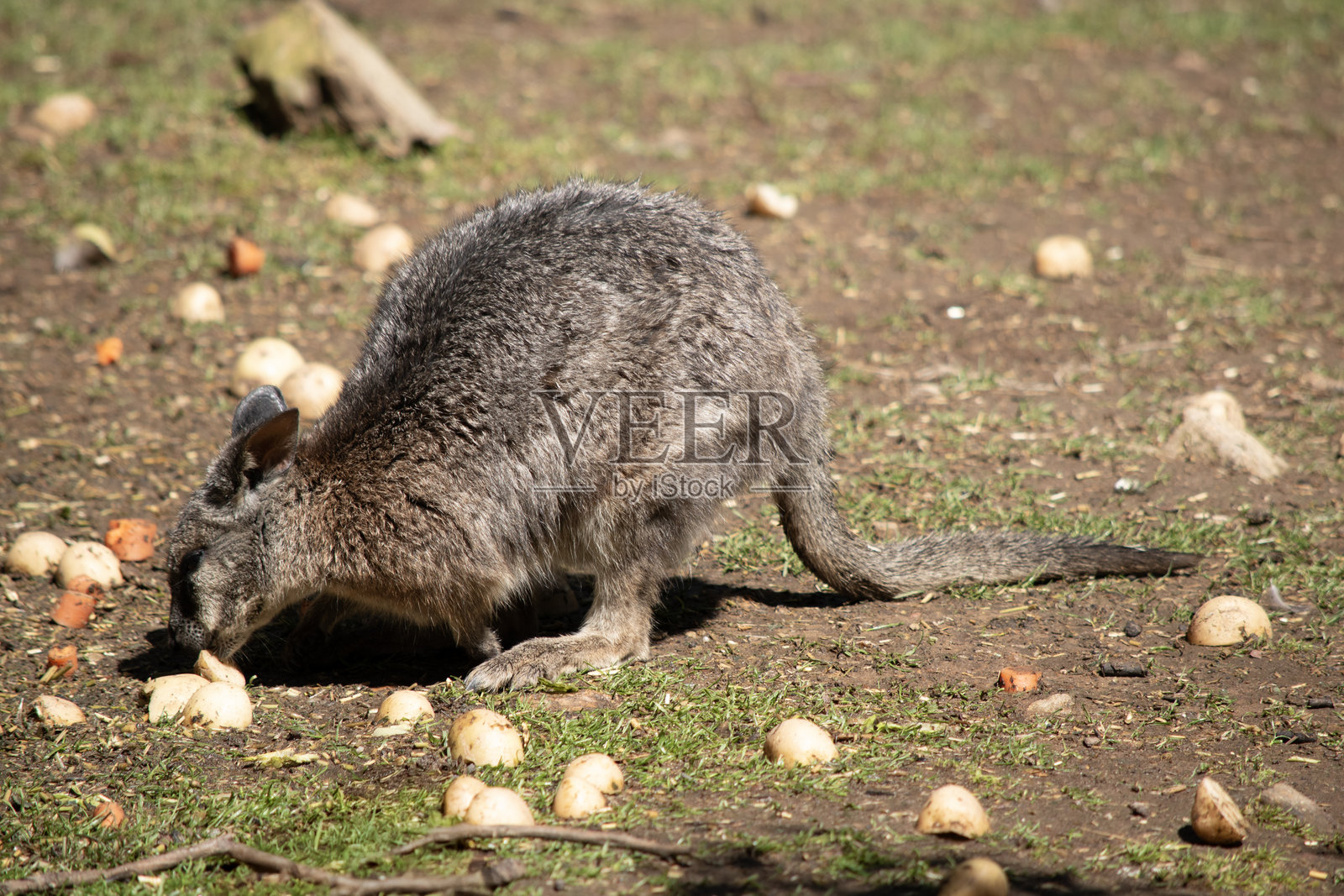 红颈袋鼠正在吃蔬菜照片摄影图片