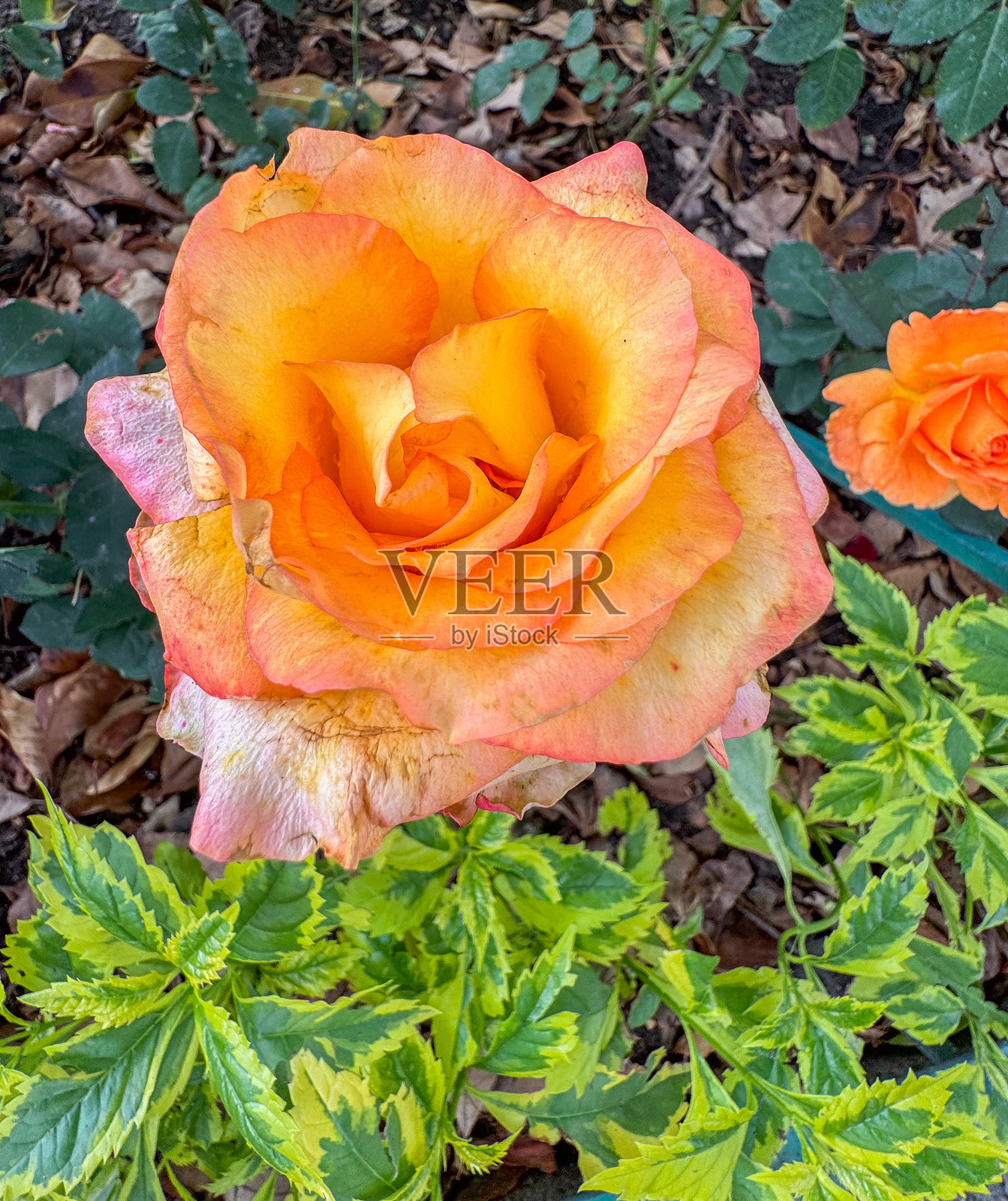 盛开的鲜艳橙色玫瑰照片摄影图片