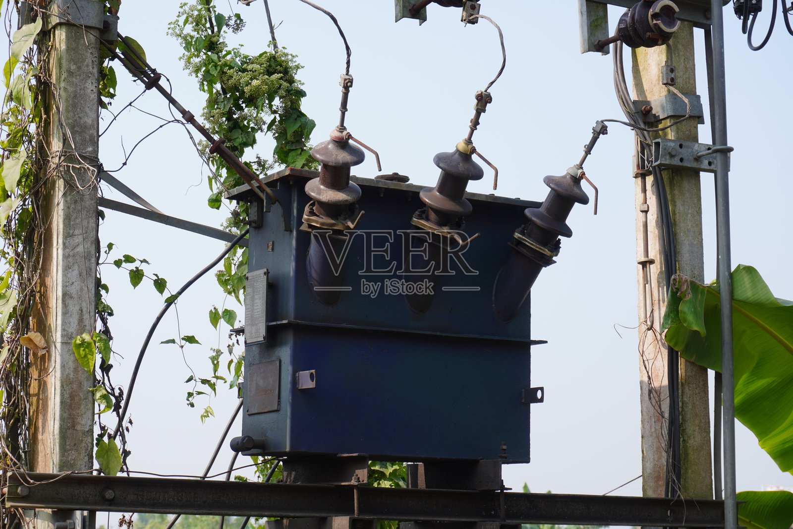 电力变压器被爬藤植物覆盖照片摄影图片