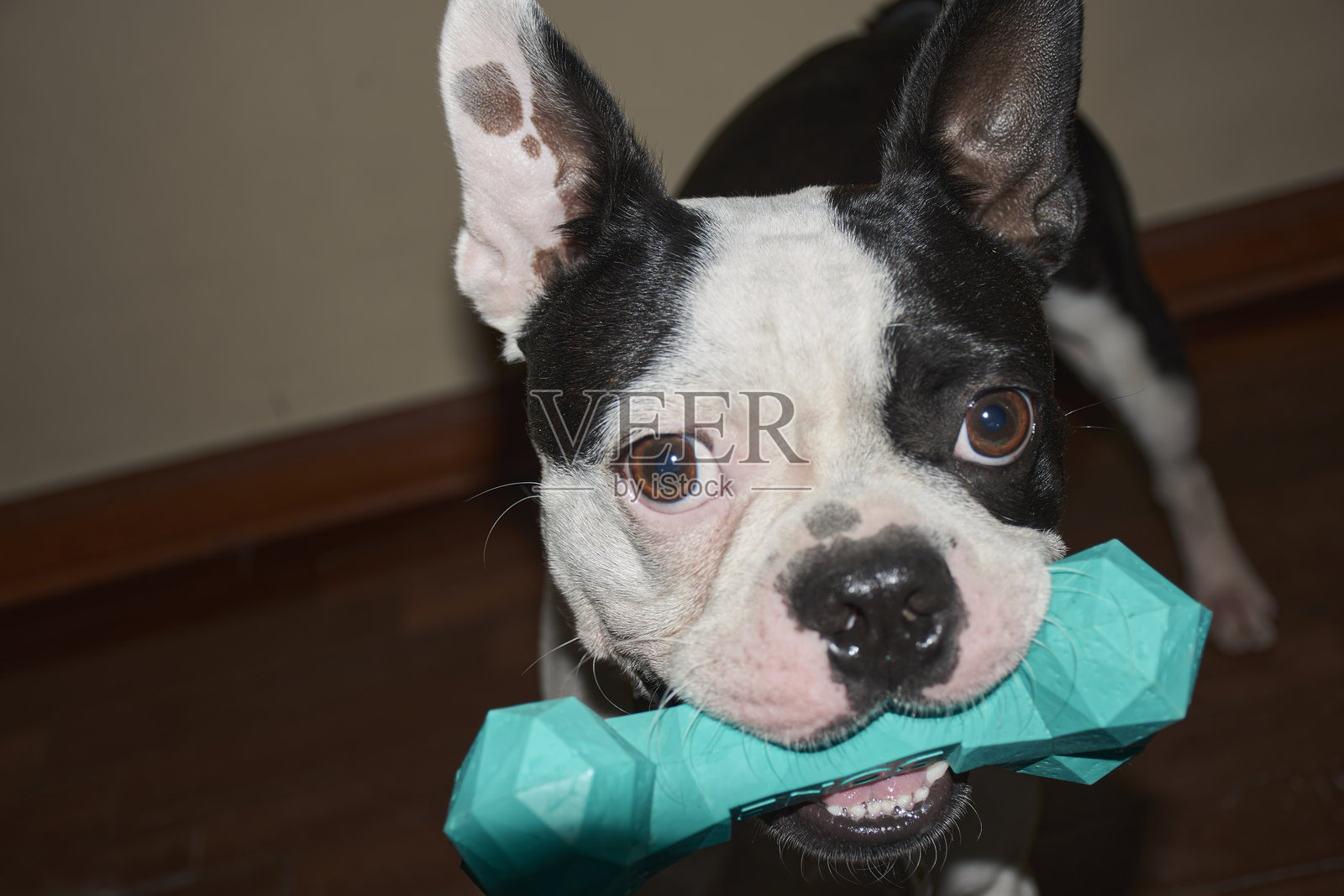 宠物，年轻血统的波士顿犬照片摄影图片